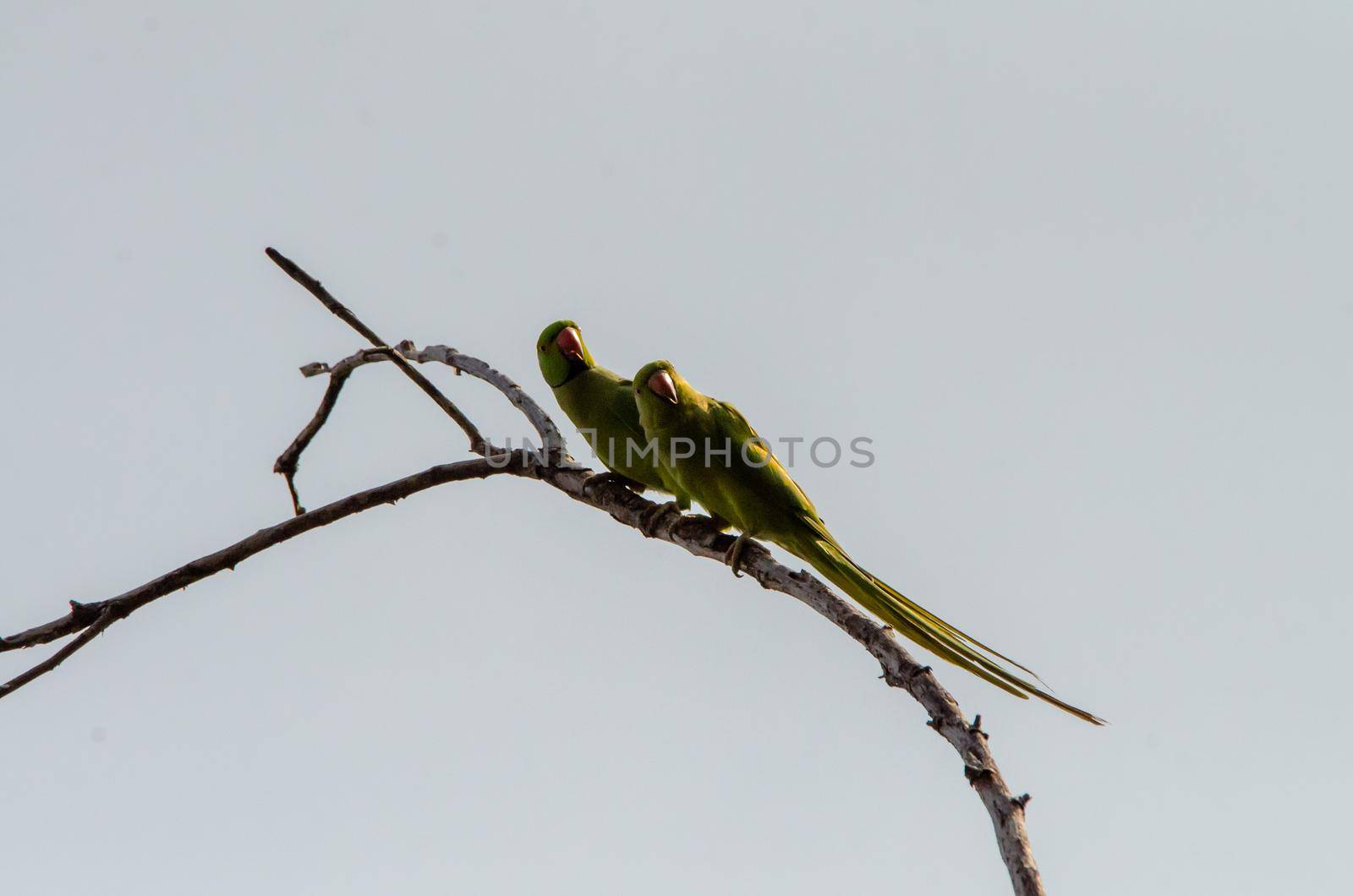 Lovely green bird in pair.