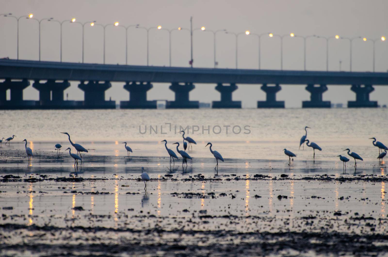 Cranes bird rest at coastal near penang second bridge.