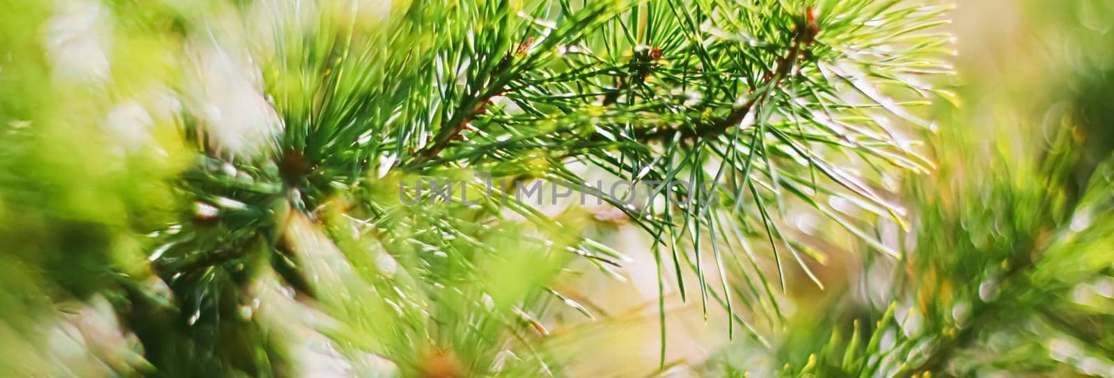Spruce tree branches as abstract nature background and natural environment concept