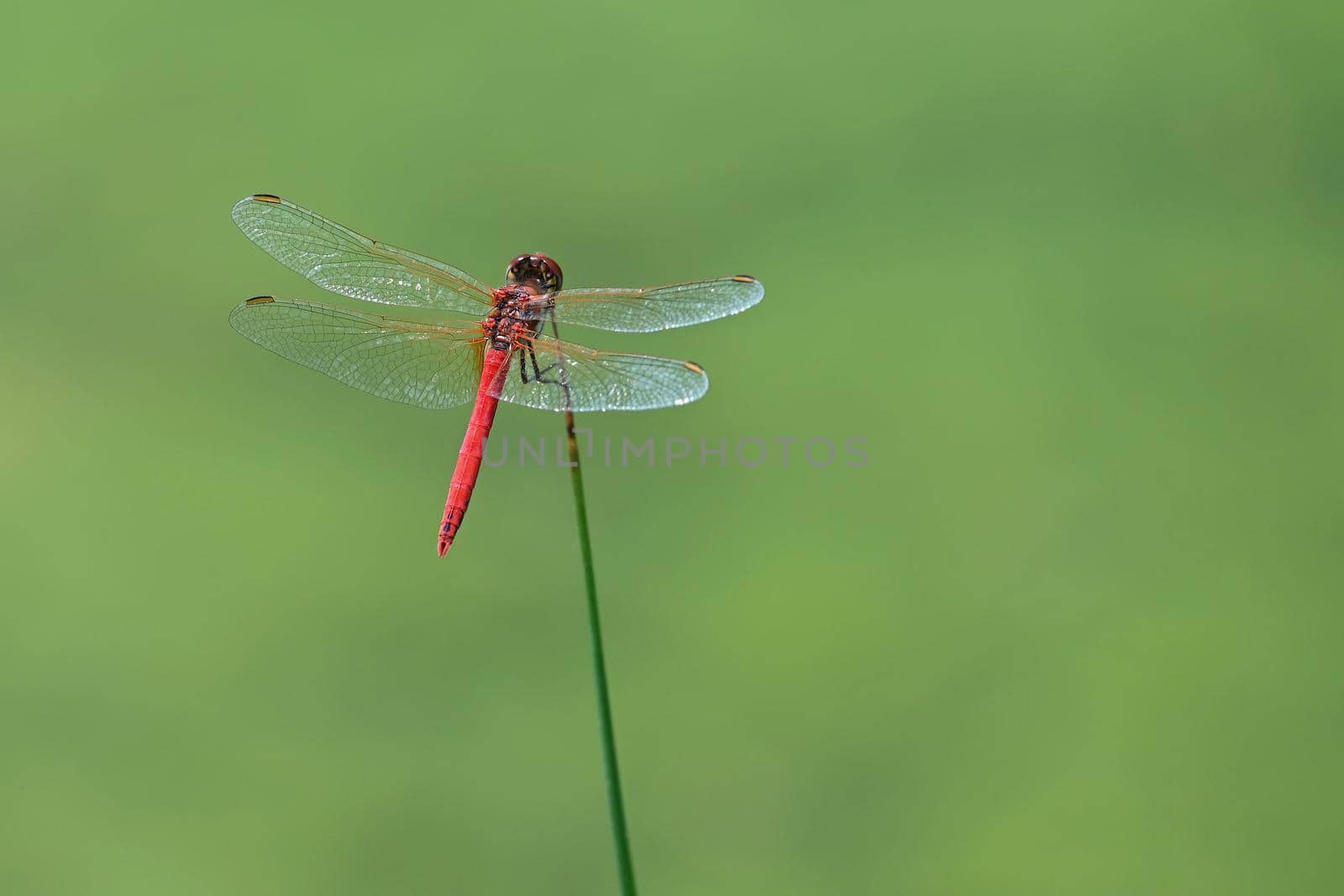 Beautiful macro shot of insects in nature. 
Red dragonfly  (Crocothemis erythraea)
