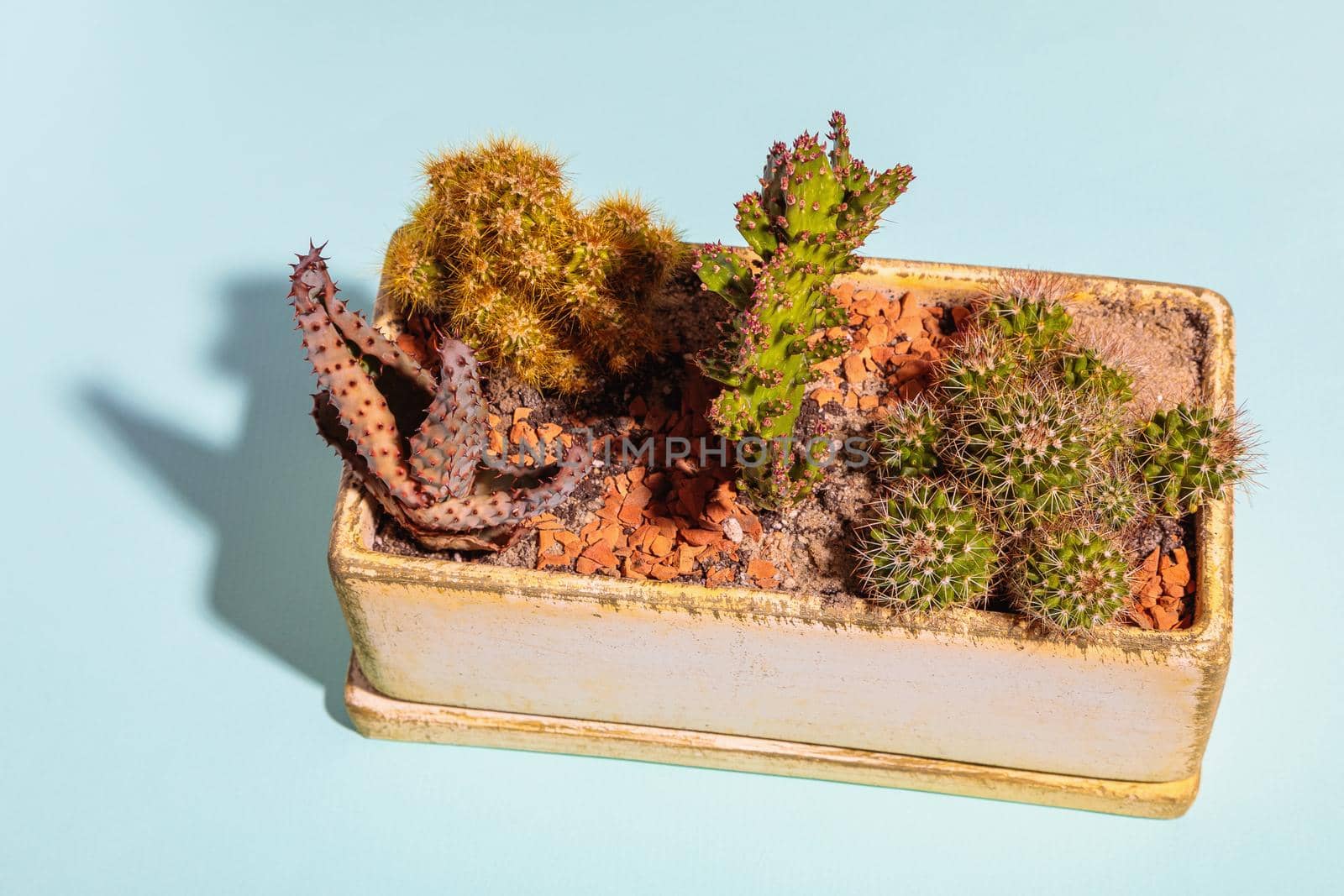 A set of cactus flowers in one pot. Composition from cacti. Close-up