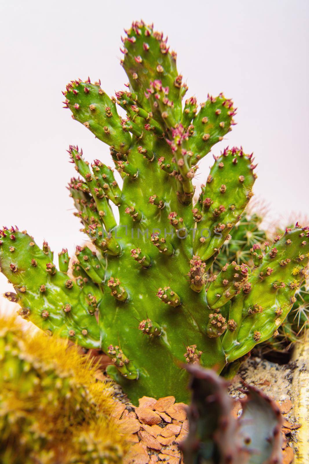 Flat cactus flower with pink needles. Indoor plant. Close-up