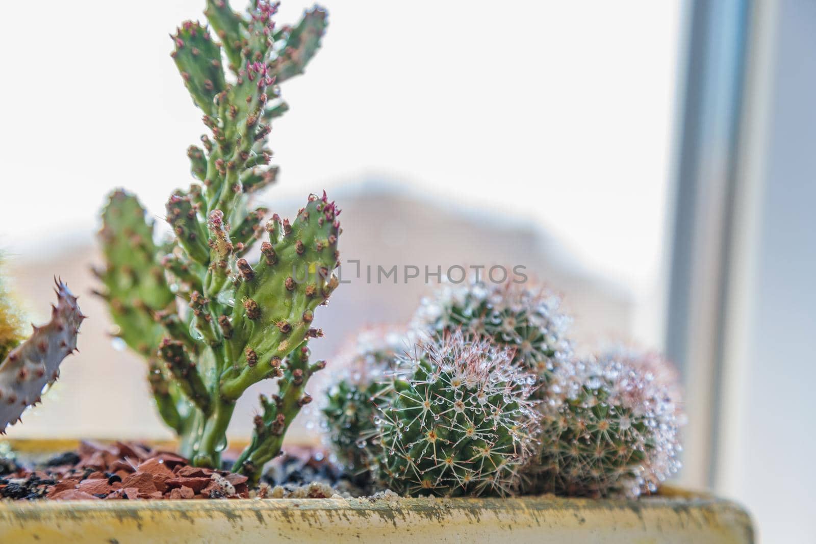 A set of cactus flowers in one pot. Composition from cacti. Close-up