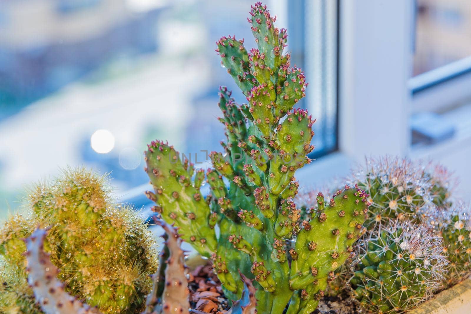 A set of cactus flowers in one pot. Composition from cacti. Close-up