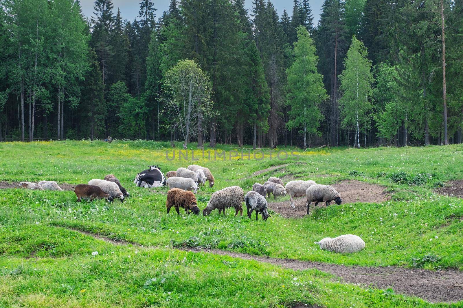 Livestock, sheeps graze at the edge of the forest by OlgaGubskaya