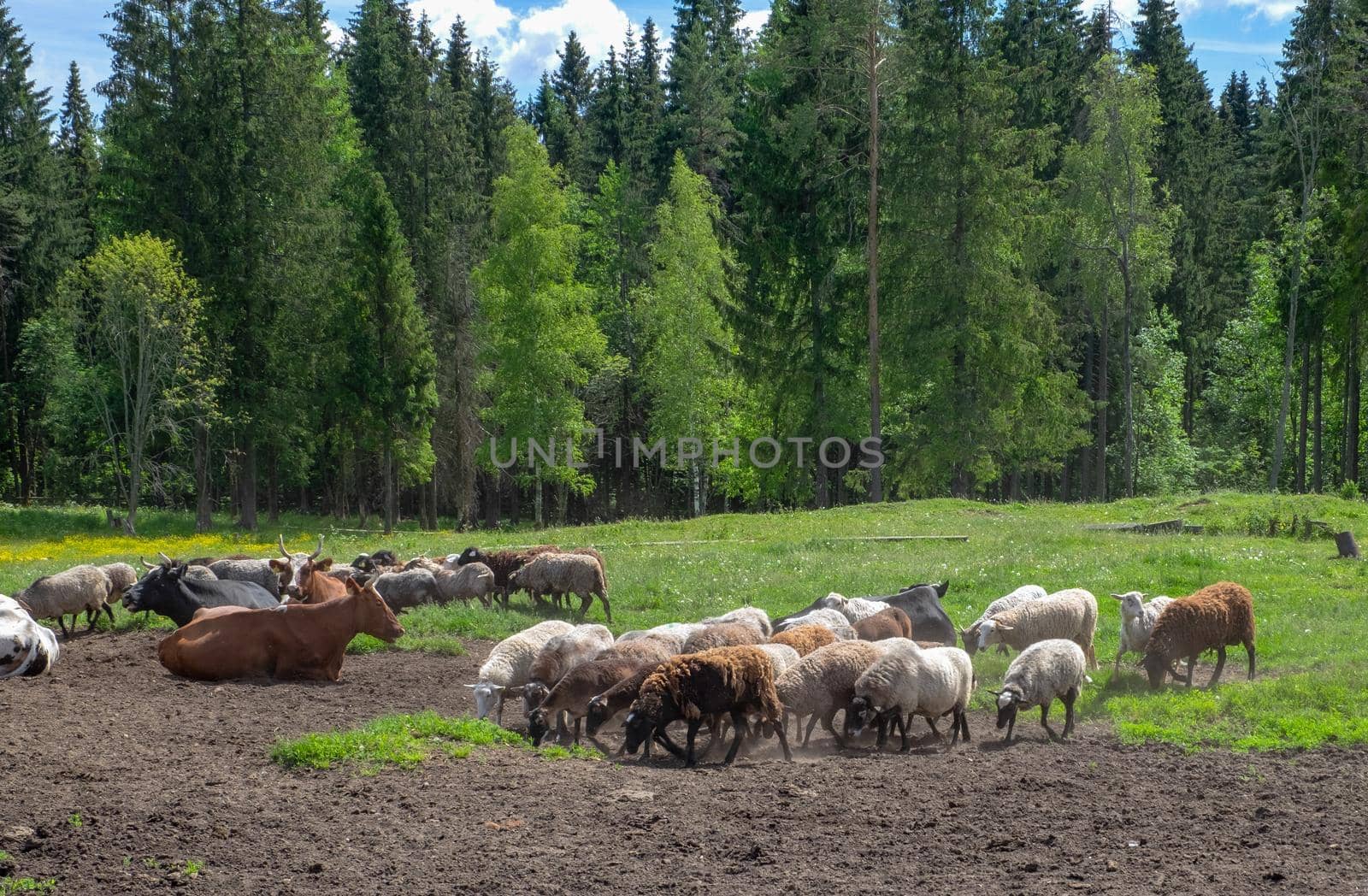 Livestock, sheep and cows graze at the edge of the forest in the countryside. Meat and dairy farming, dairy farm. Selective focus.