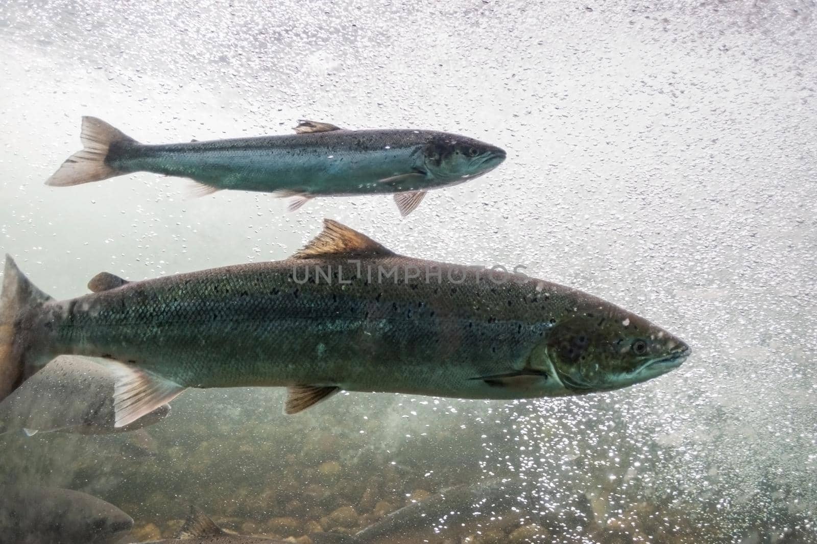 Salmon swimming against river current. Norway, Stavanger region, Rogaland, Ryfylke scenic route. Salmon in these rivers is a very significant part of the worldwide stock of Atlantic salmon. by Qba