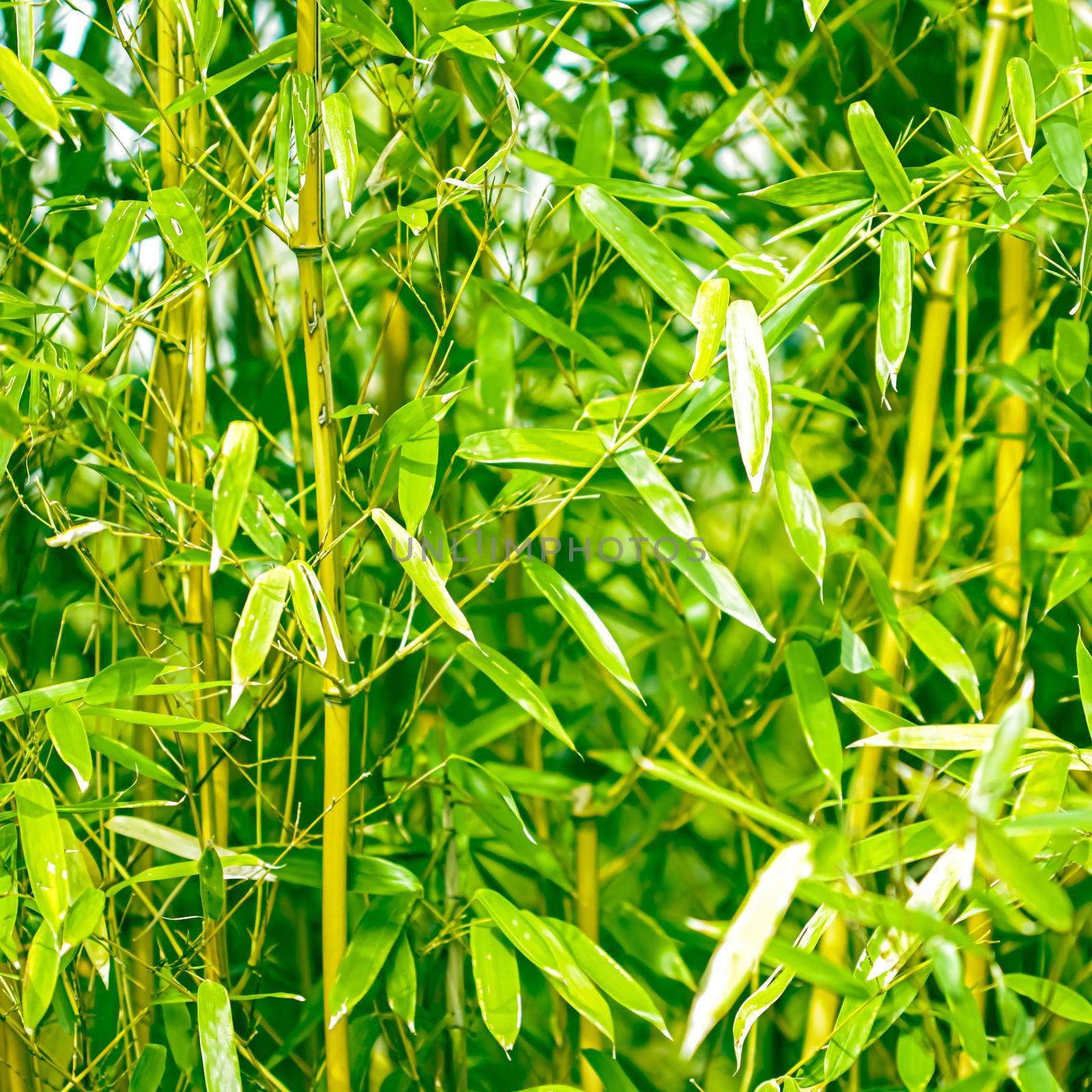 Green bamboo background, fresh leaves on tree as nature, ecology and environment concept by Anneleven
