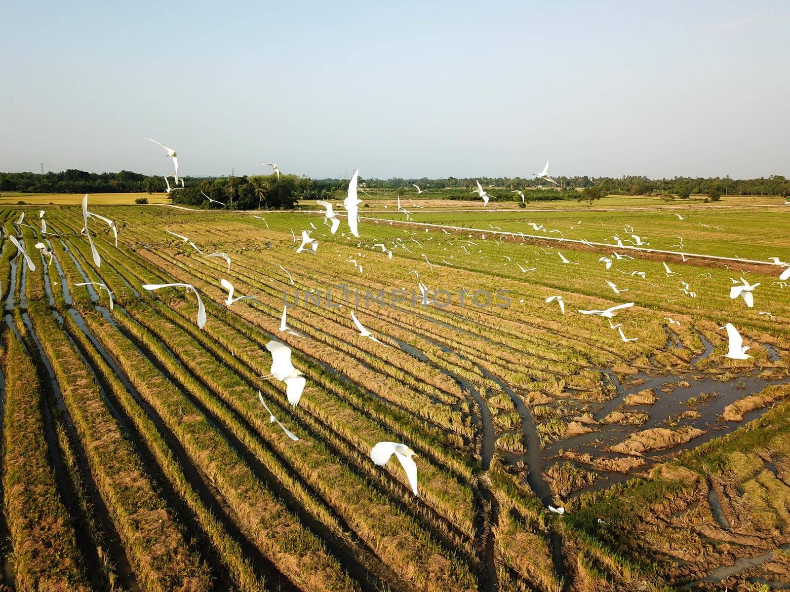 Flock of crane birds fly at paddy field.