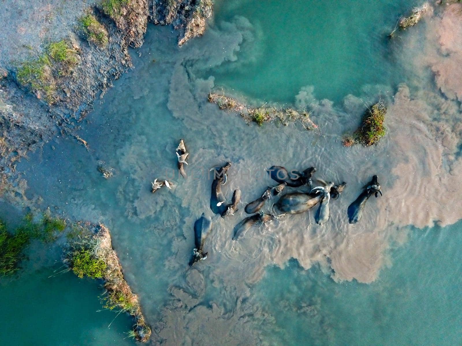 Group of buffaloes sink in water.