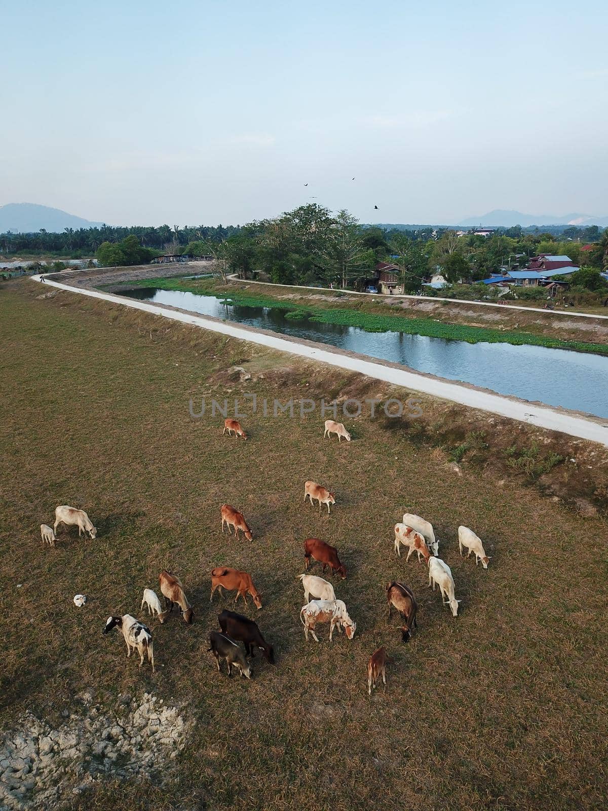 Vertical view cows grazing grass near Malays village.