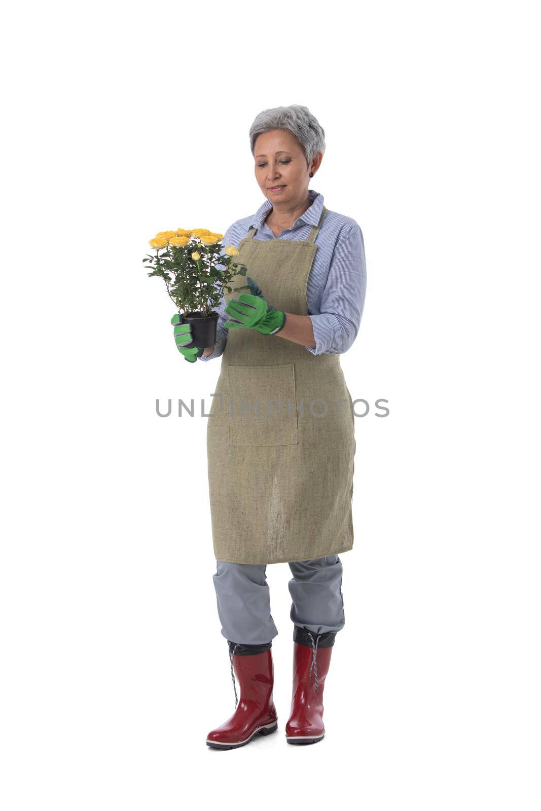 Mature woman gardener worker with flowers in pot isolated on white background, full length portrait