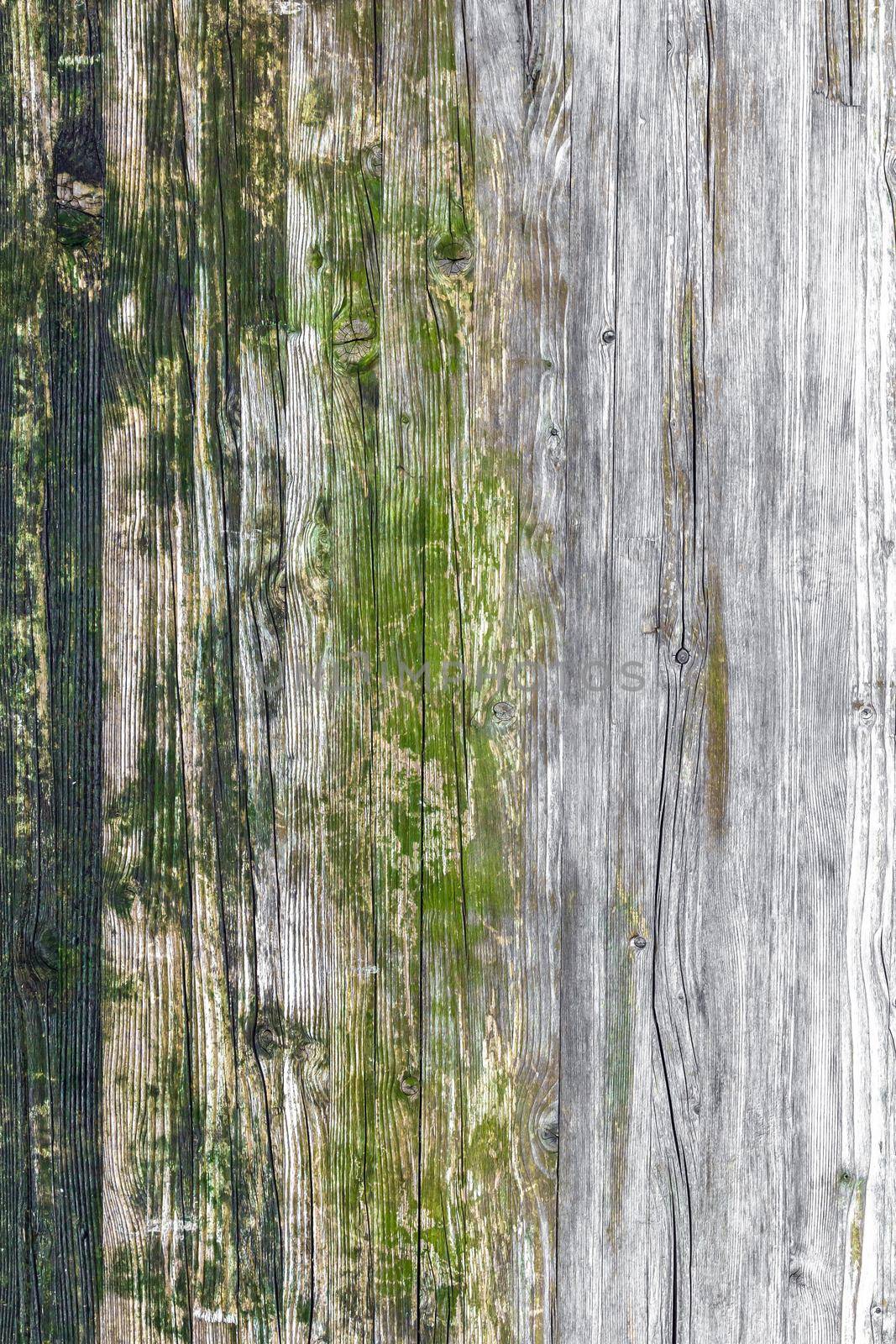 Wood texture with moss and mold. Wood texture, with weathered look, Moss and mold. Ideal for concepts and backgrounds.