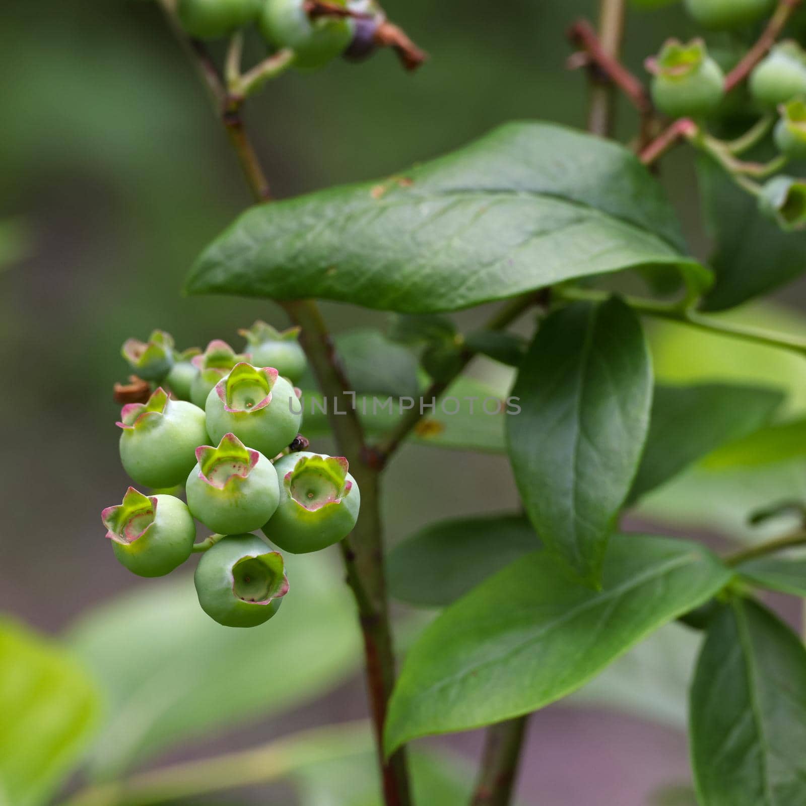 Fresh green blueberry berries growing in garden by BreakingTheWalls