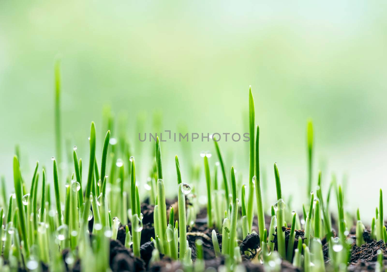 Fresh green spring grass with dew drops closeup by Estival