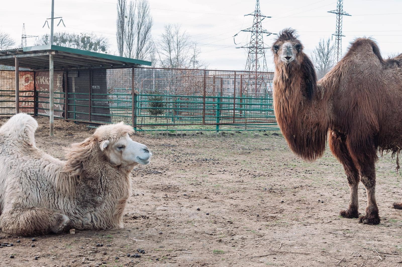 Two camels in a paddock on a farm look into the frame. The animal is on the farm at the zoo. Camelus bactrianus, a large ungulate animal that lives in the steppes of Central Asia.
