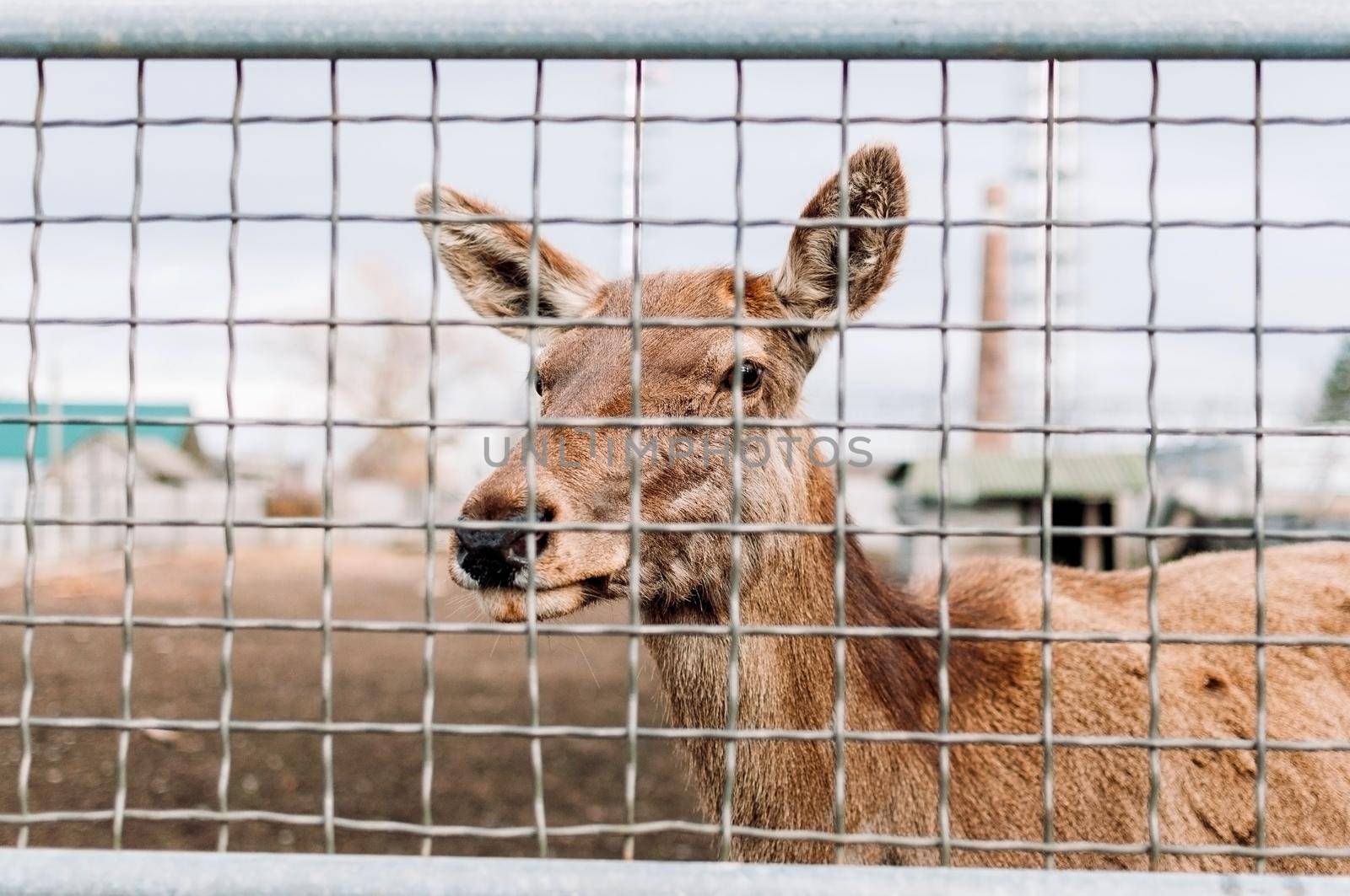 young deer in the zoo's aviary. Wildlife in limited conditions. Concept for the protection of the rights of animals trapped in cages.The problem of restricting the freedom of movement of wild animals.