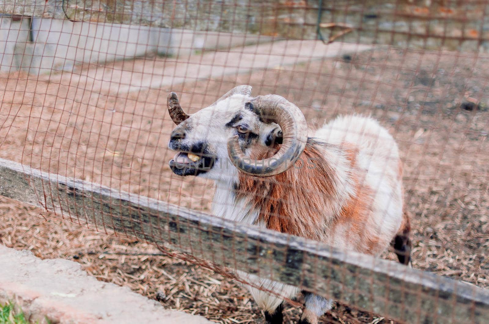 The ram walks over to the net of its paddock and gives sounds. Big horns of an adult ram on the farm. by Alla_Morozova93