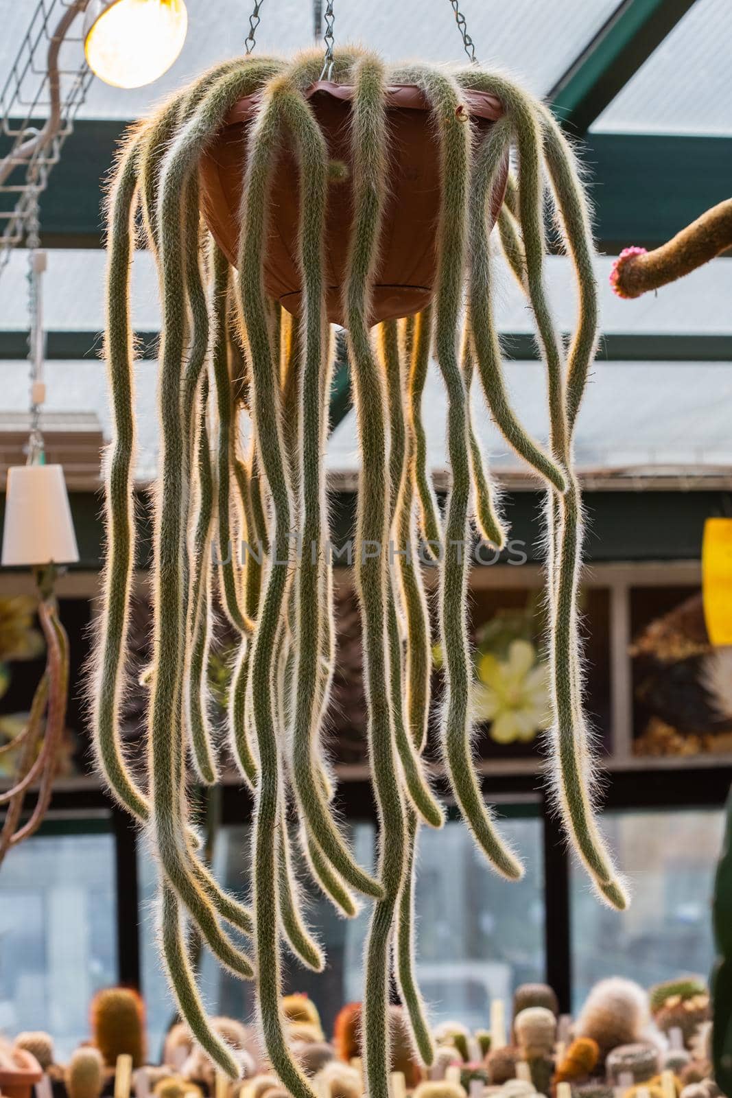 A bizarre tropical cactus descends from a hanging pot in a greenhouse.