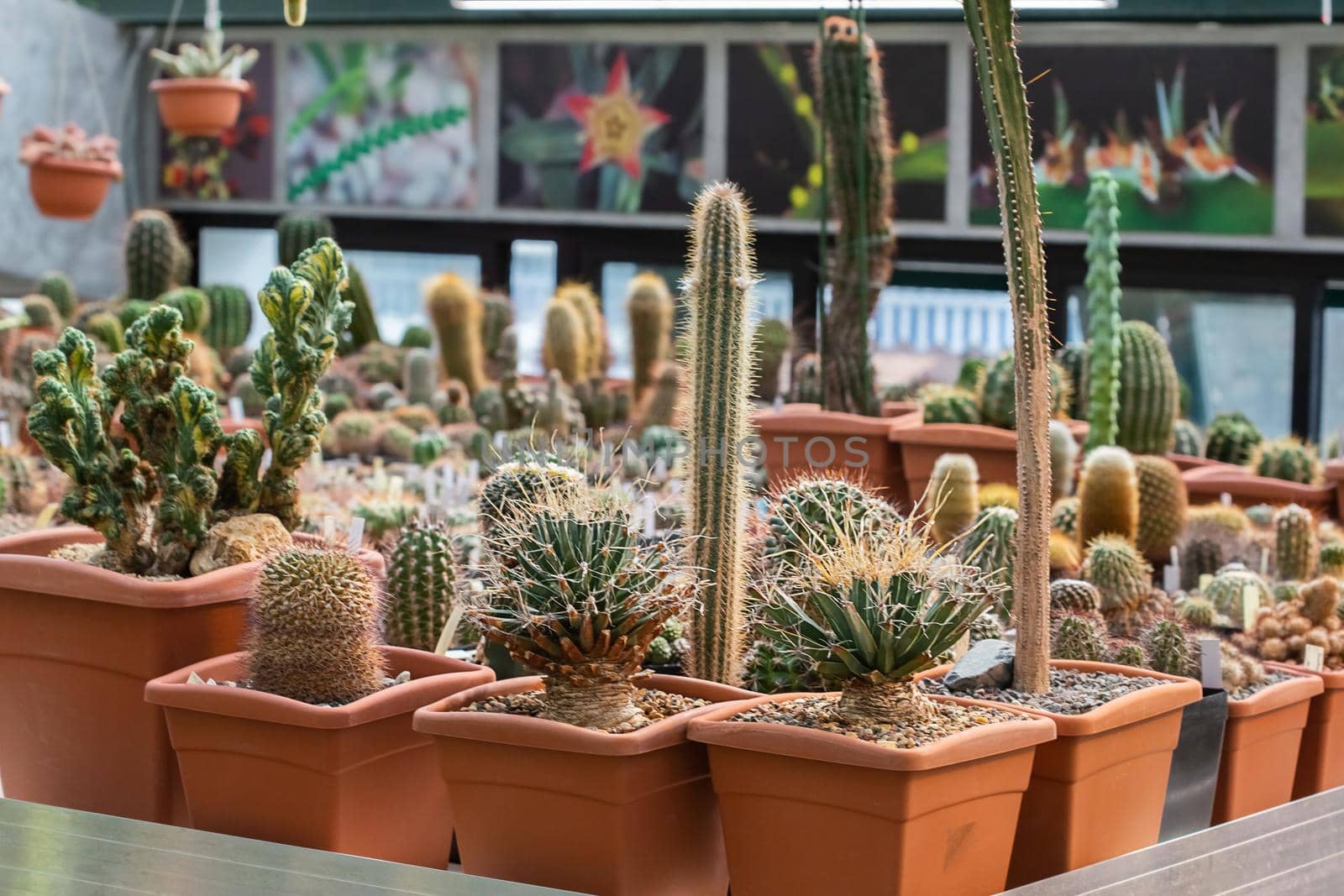 Collection of various tropical cactus and succulent plants in different pots. Potted cactus at the greenhouse garden