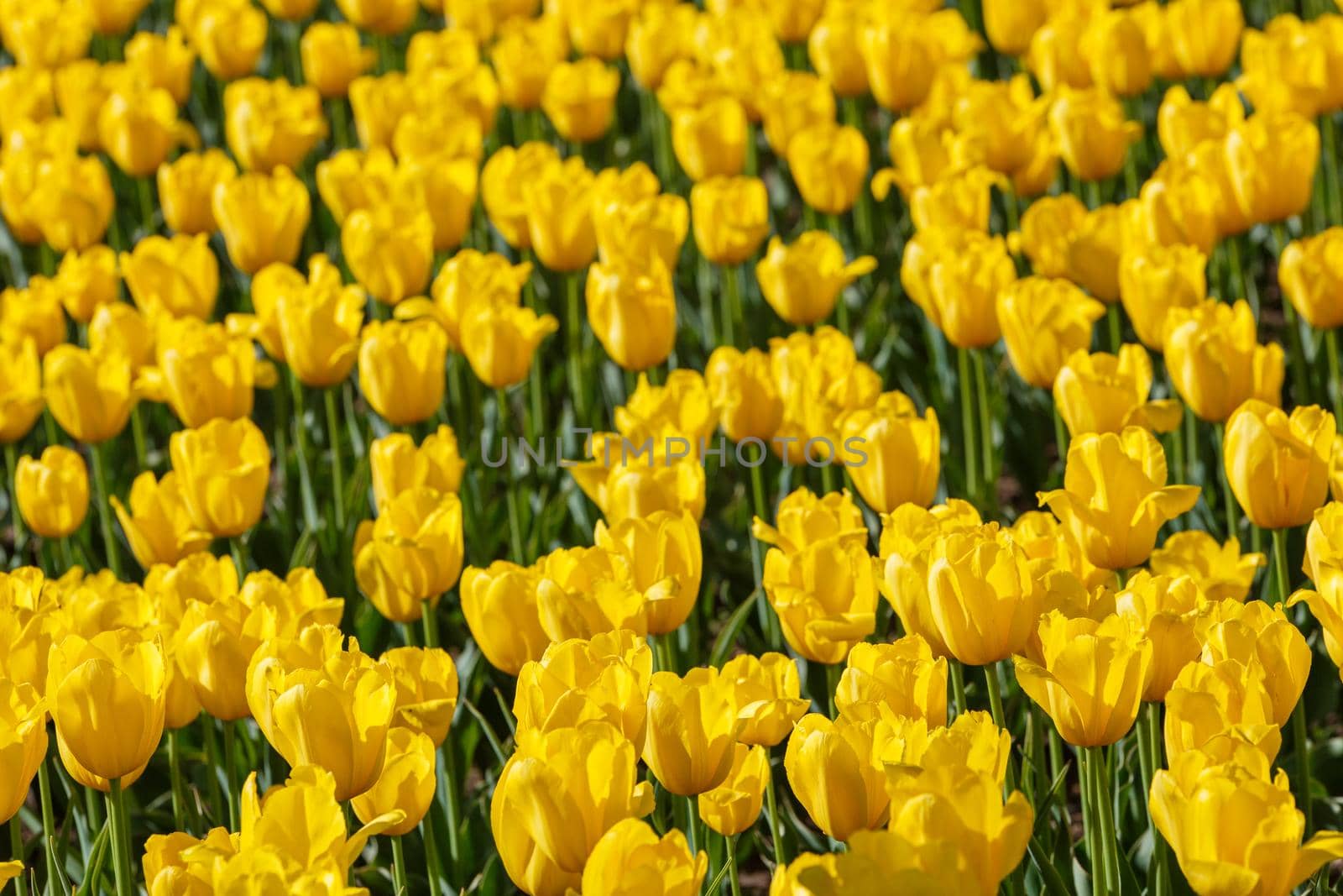 flaccid yellow tulips in the field at spring daylight - close-up full frame background with selective focus