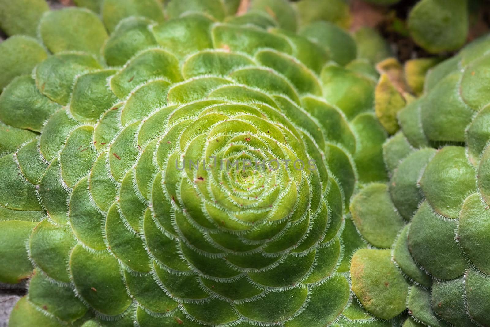 Close-Up Of Succulent cactus Plant at the greenhouse garden.