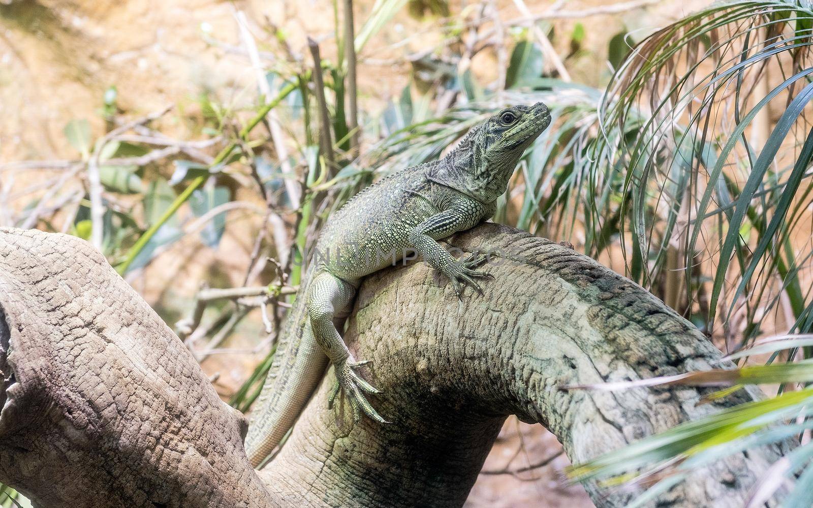 Common green iguana resting on a tree trunk in tropical environment at the zoo