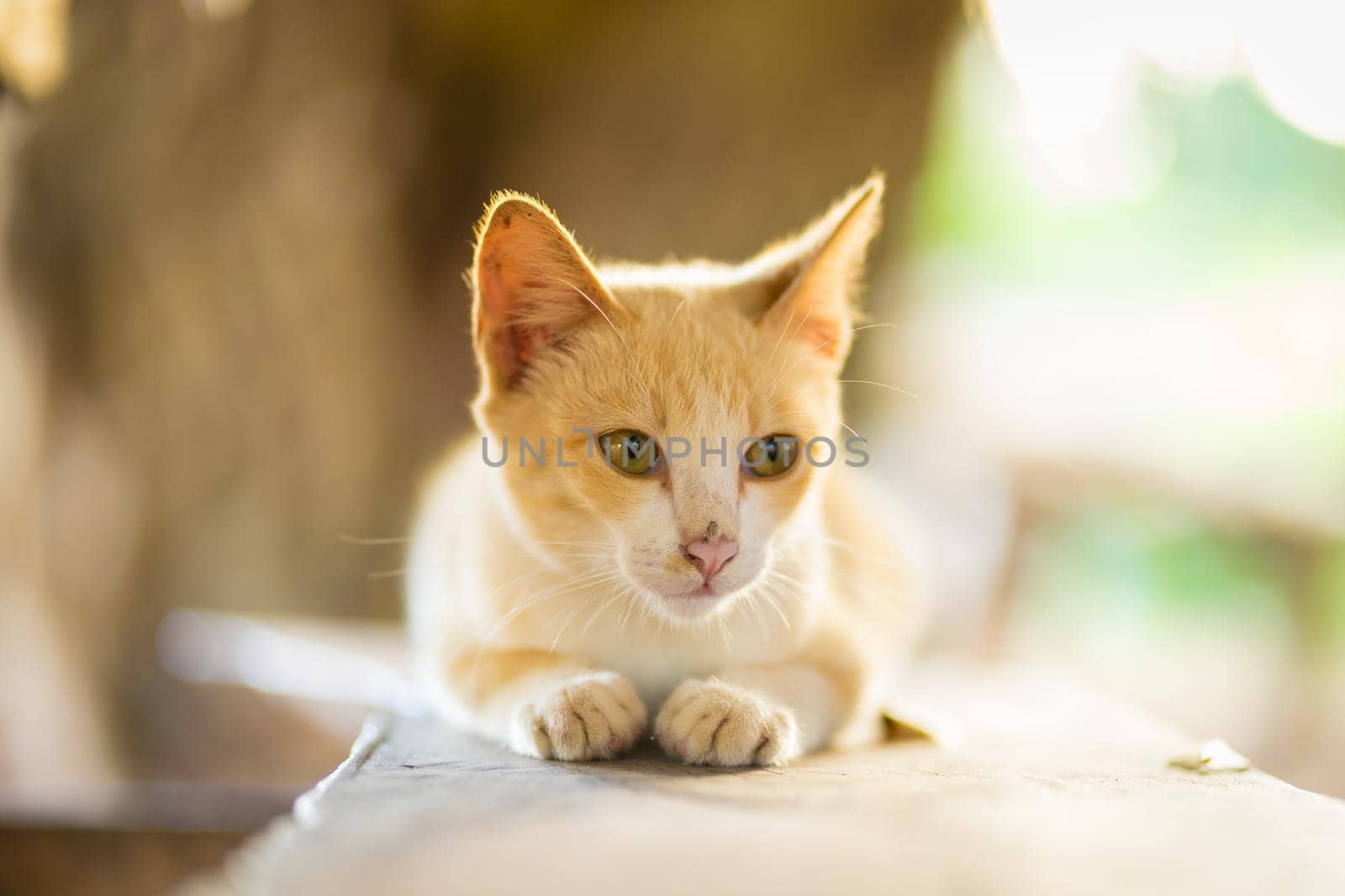 cat lying down on the stone in the evening by domonite