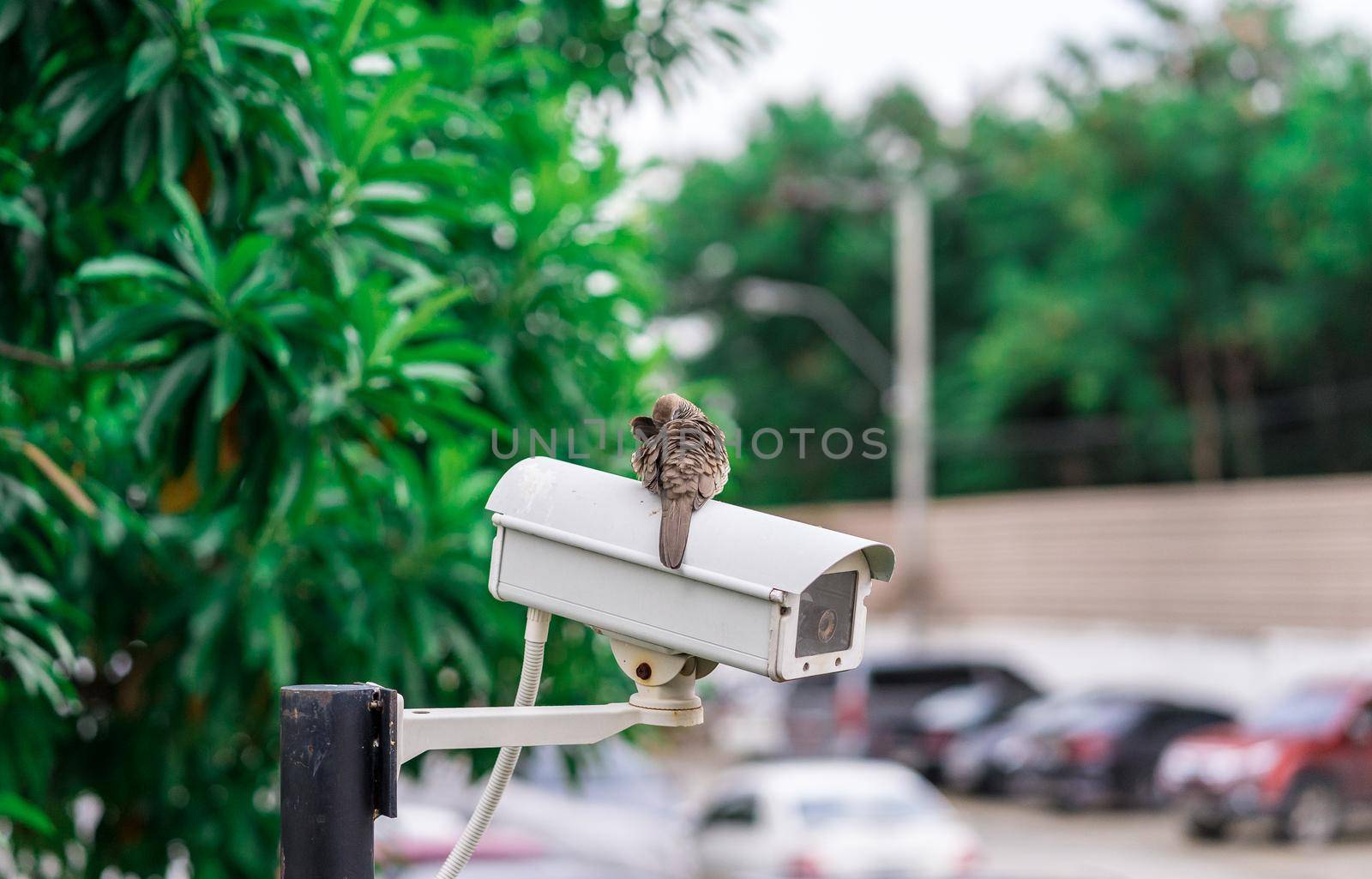CCTV camera installed on the parking lot for protection security by domonite