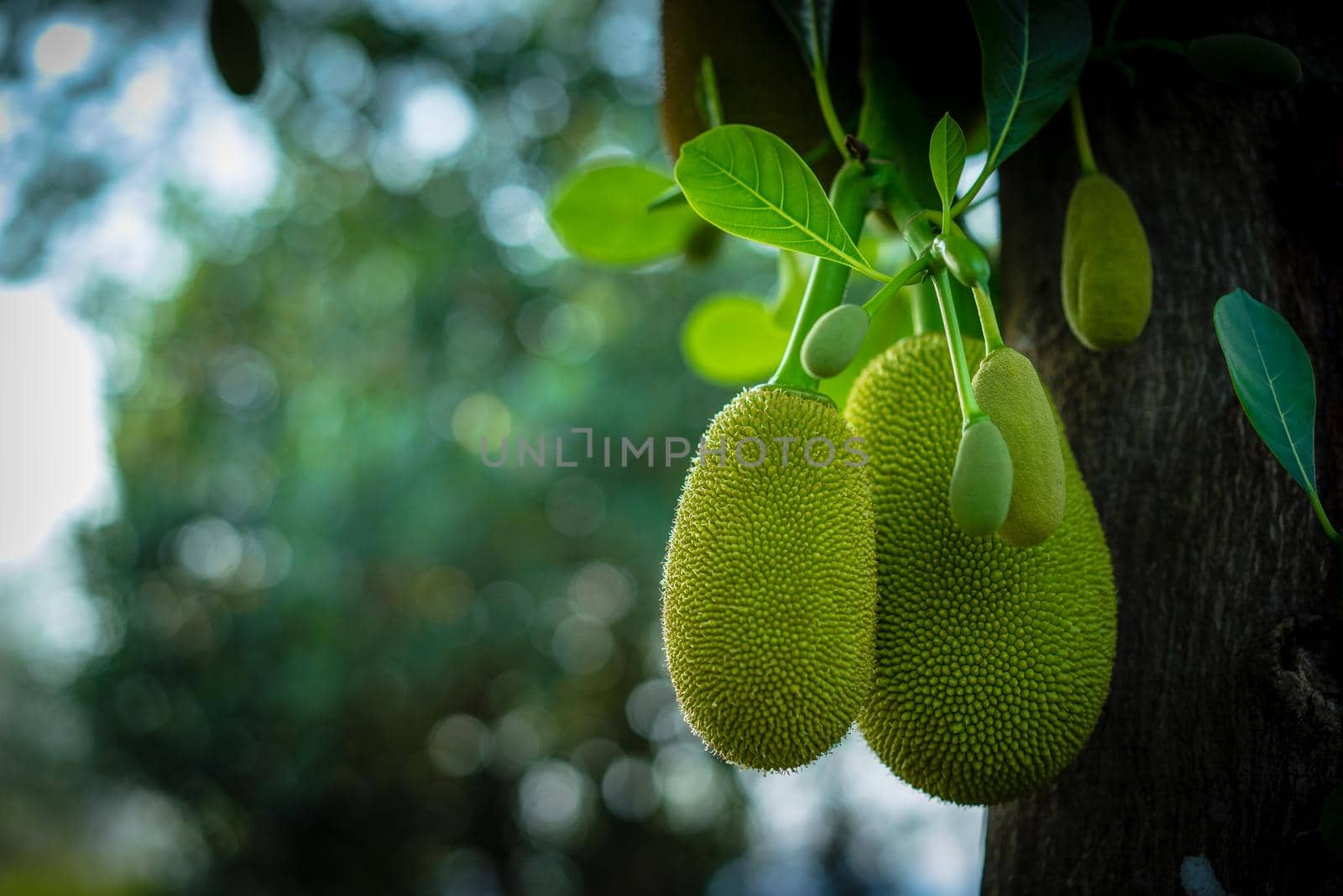 Jack fruits hanging on trees in a garden by domonite