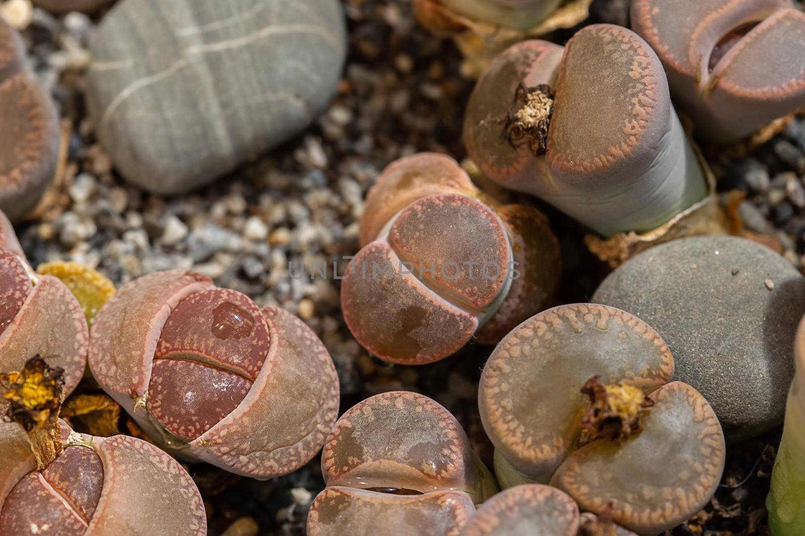 Lithops Living stone, Cactus on flower pot at the greenhouse garden by galinasharapova