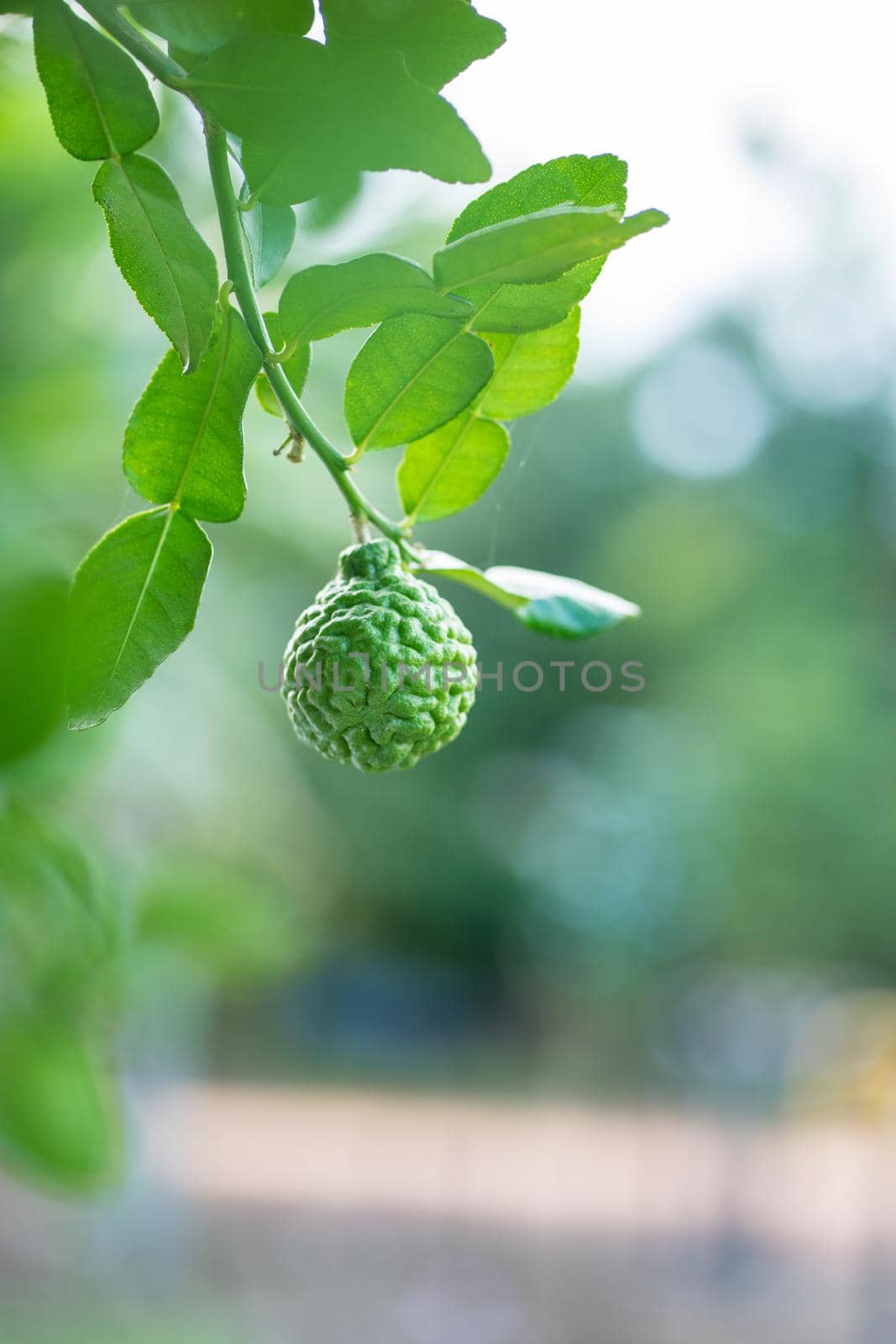 The bergamot fruit on the tree  with light bokeh background