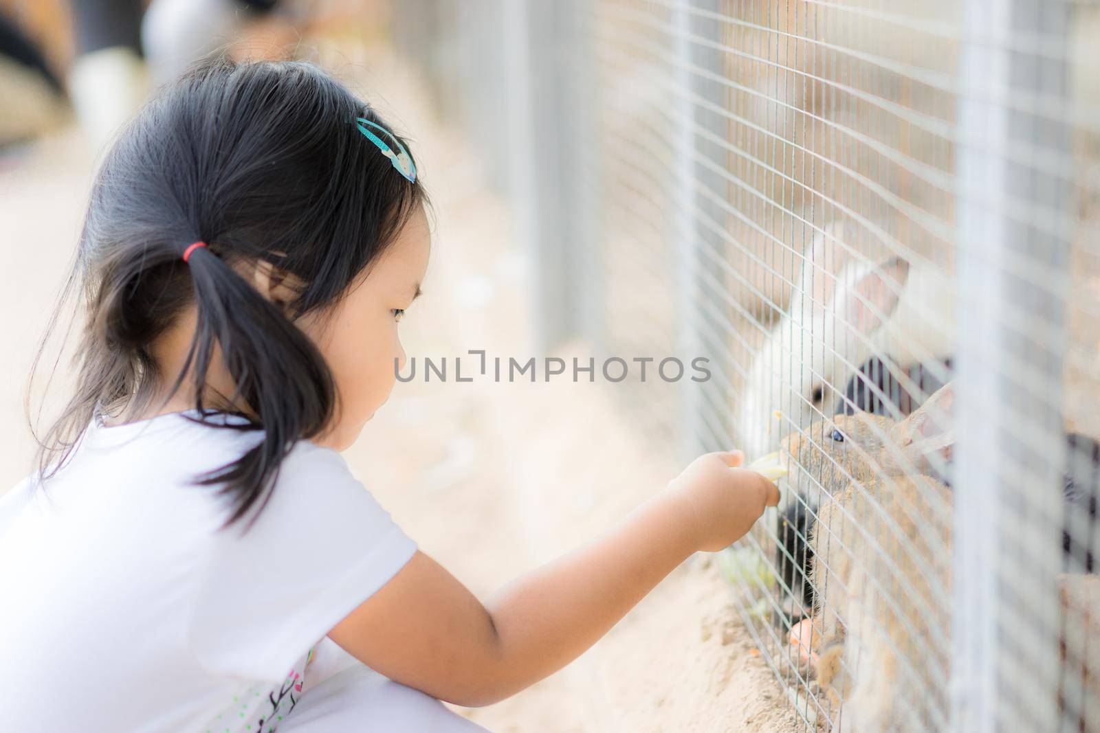 Cute little girl feeding rabbit on the farm
