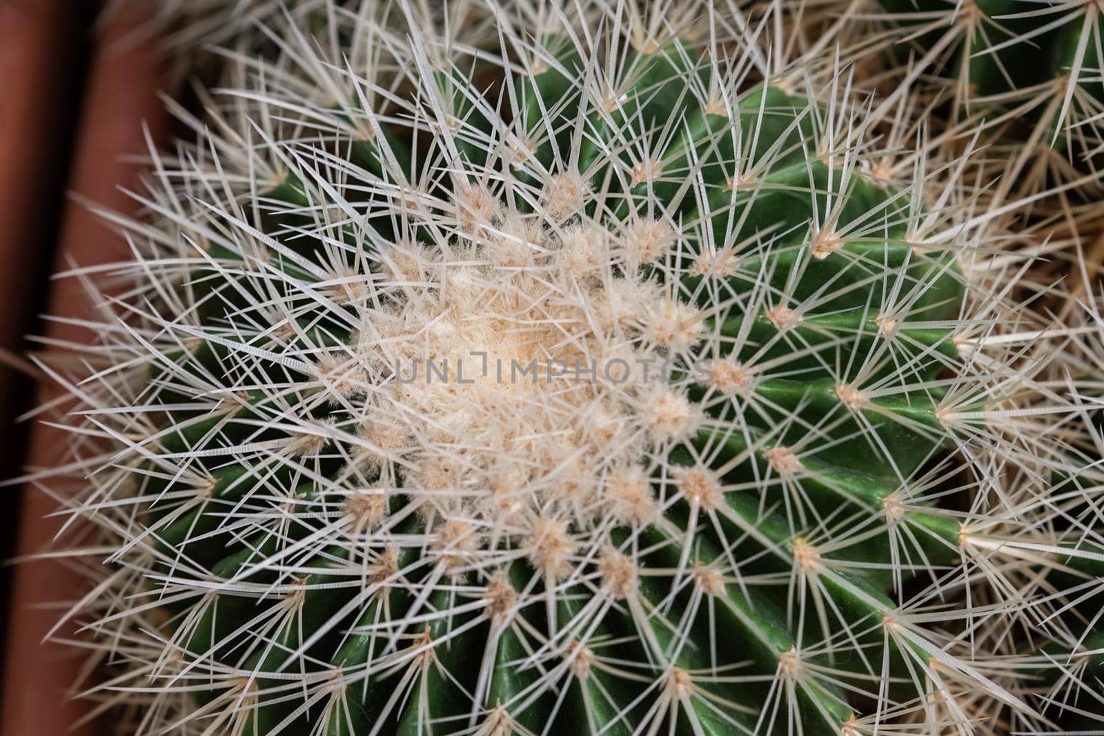Close-Up Of Succulent cactus Plant at the greenhouse garden.
