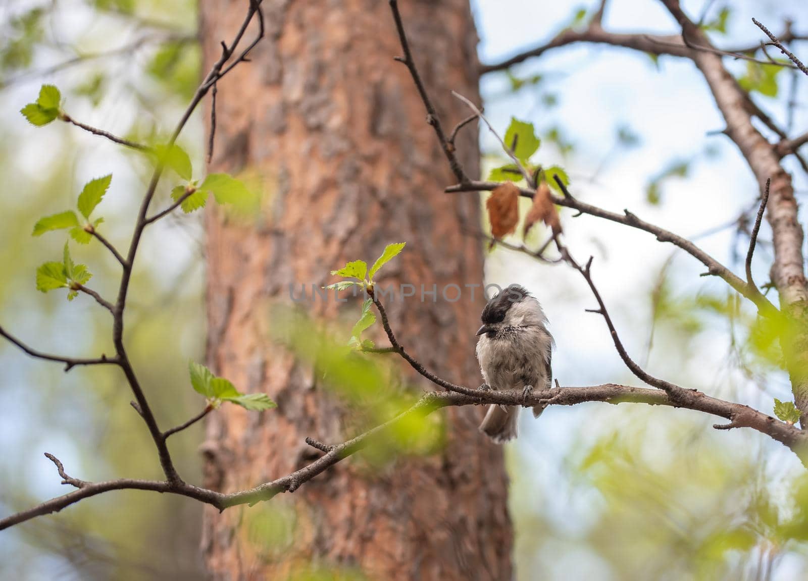 Grey bird sitting on a spring birch branch