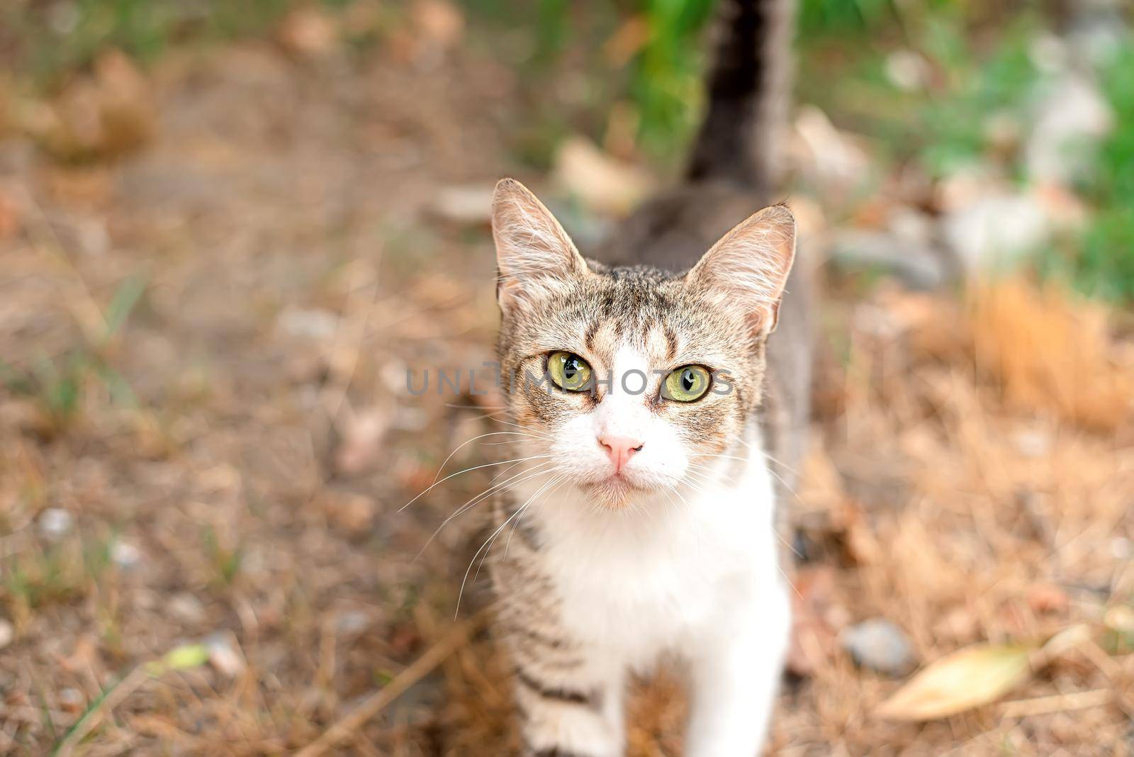 Little nice domestic kitty with yellow eyes in the backyard