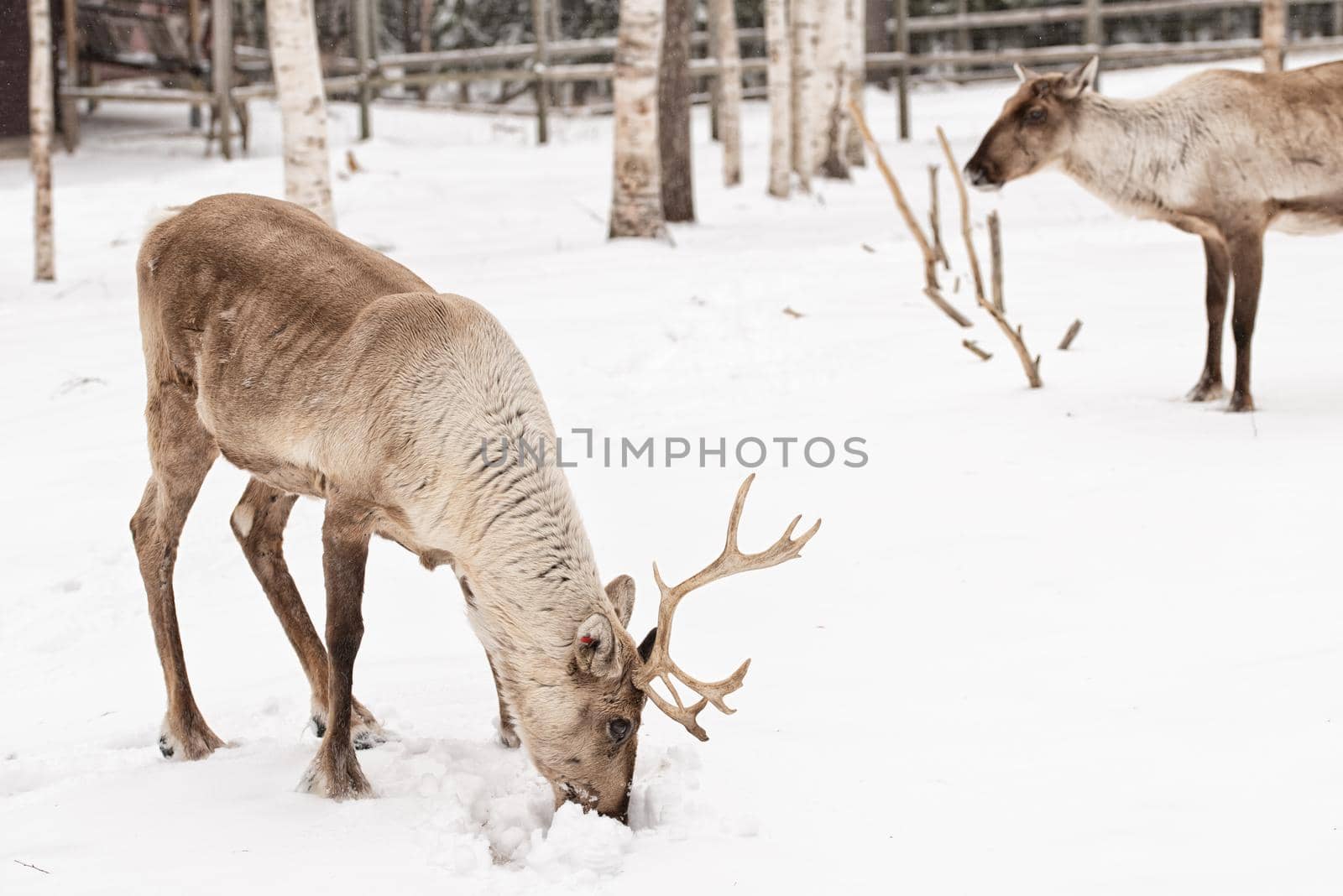 Reindeer herd two northern deers on a snow, Lapland, Northern Finland