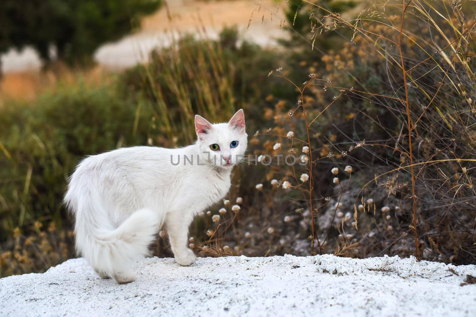 A homeless white cat with different coloured eyes in the nature. Heterochromia iridium.