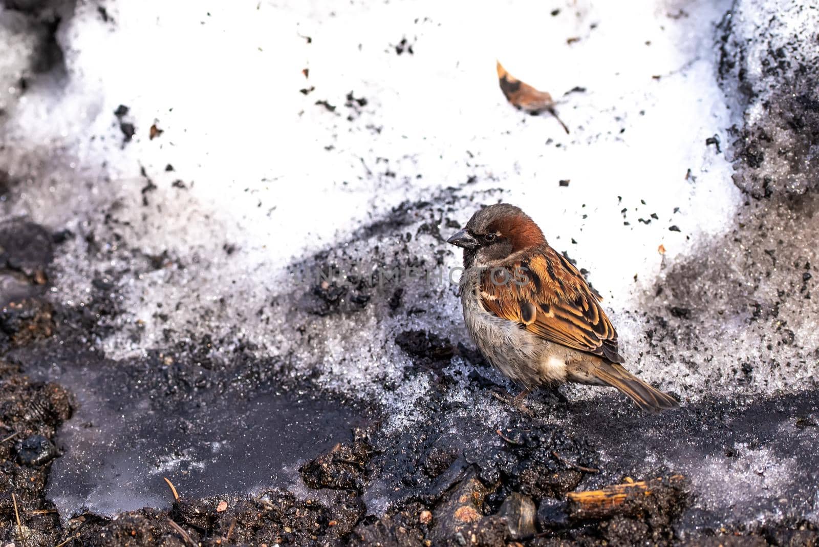 Sparrow bird sitting in a dirty spring snow