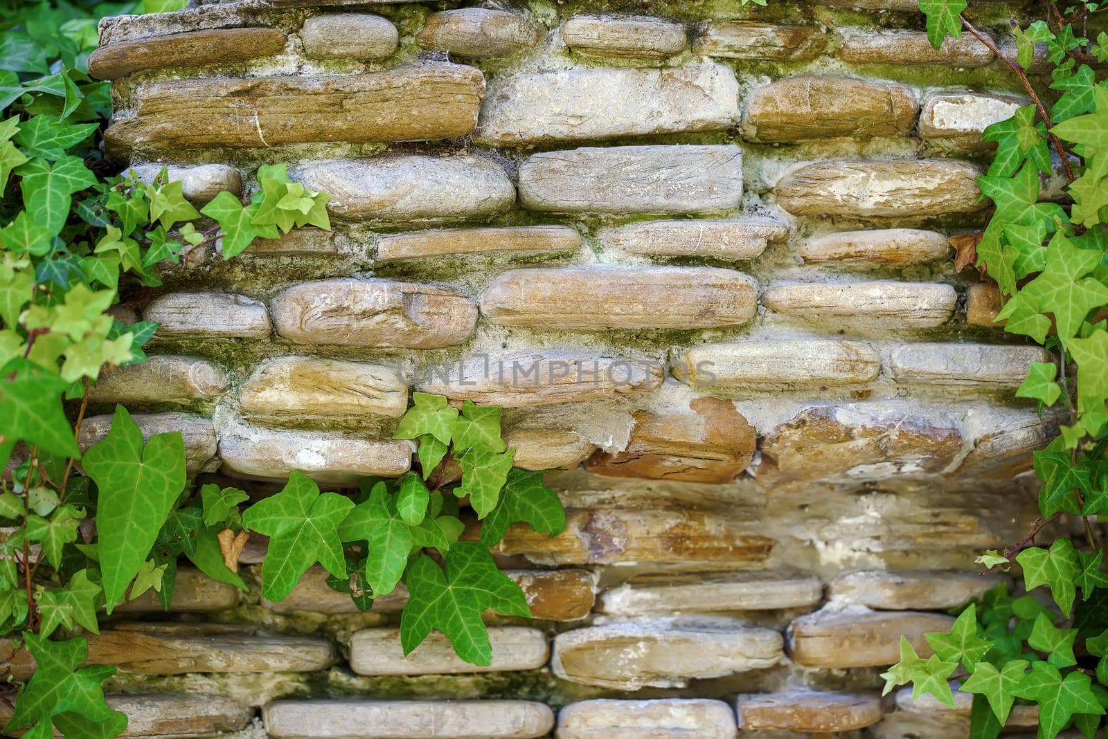 Brick stone wall covered by ivy texture, background by Estival