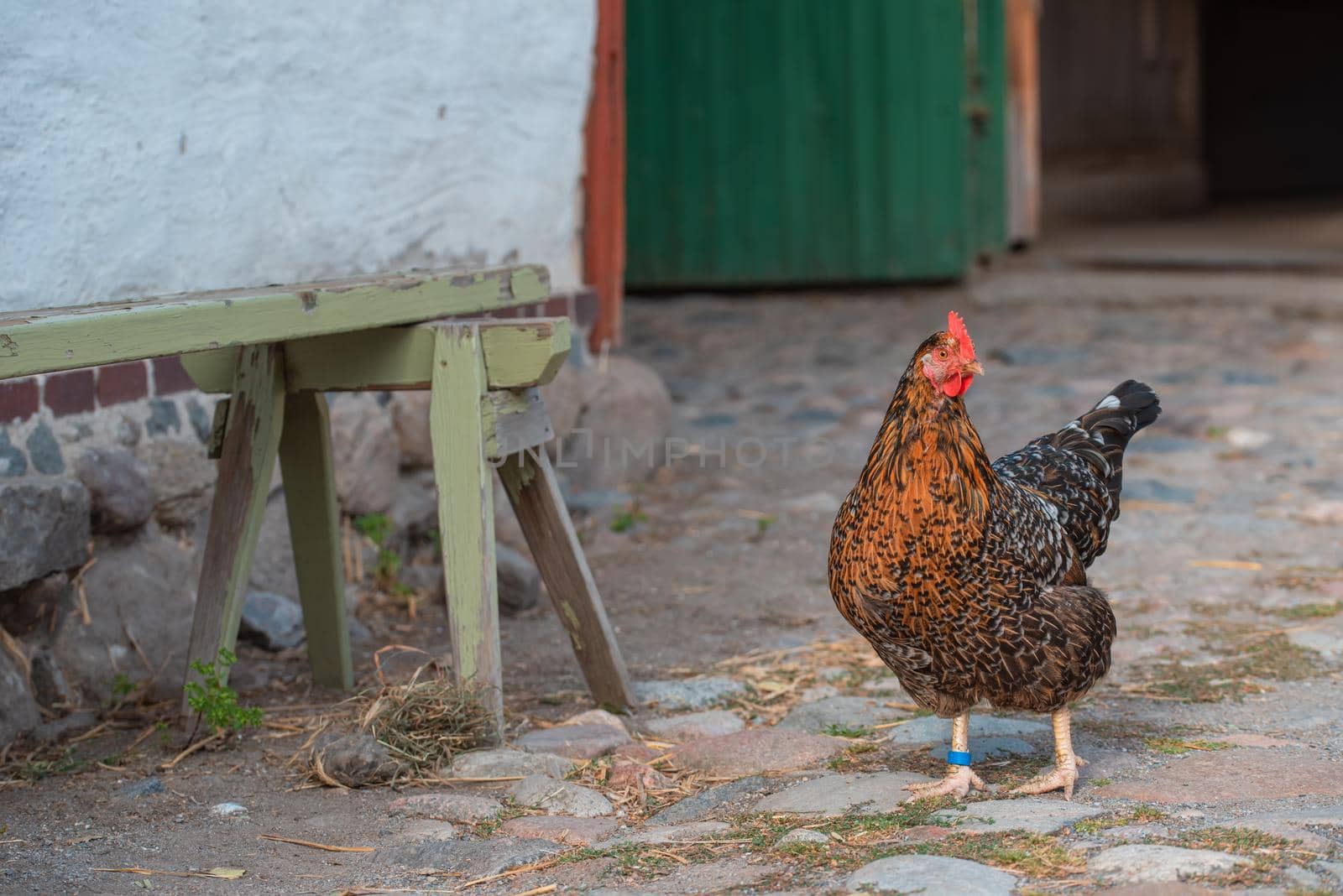 A dark brown hen is walking in the yard at the entrance to its house by Estival