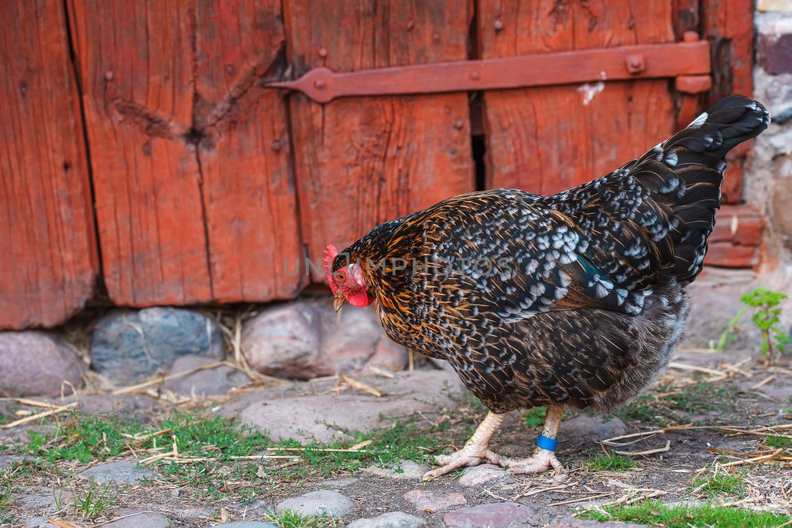 A dark brown hen is walking in the yard at the entrance to its house by Estival