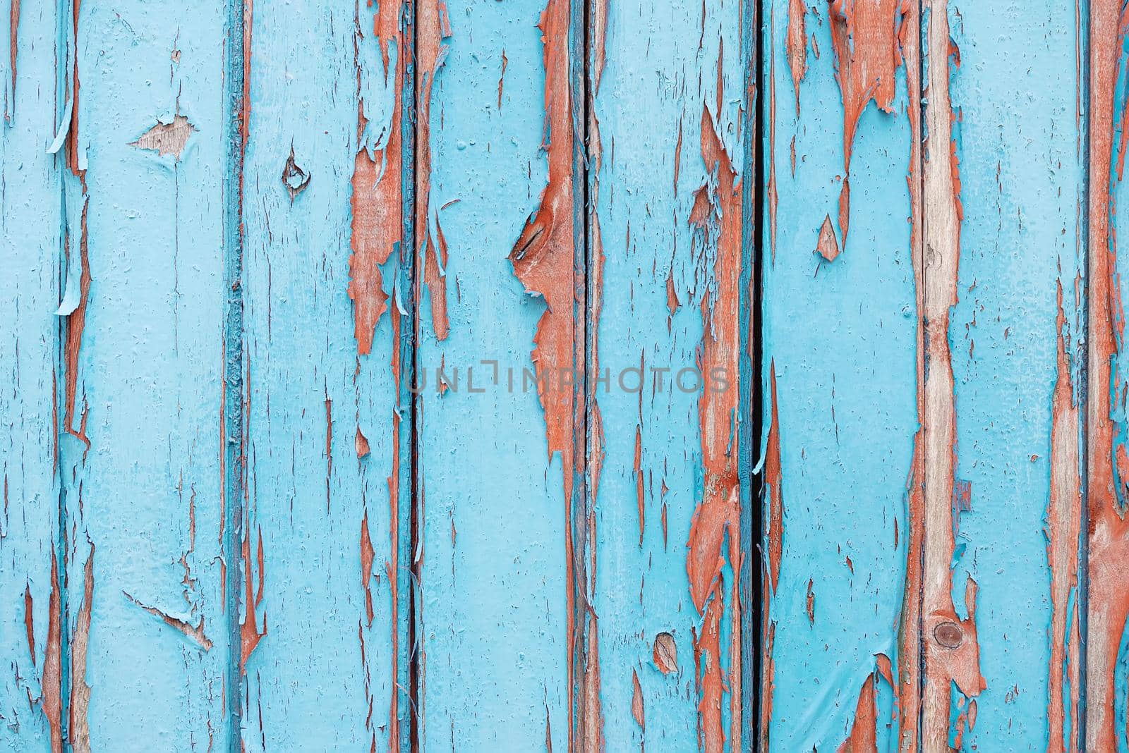 Old fence with the blue peeled-off paint and nails