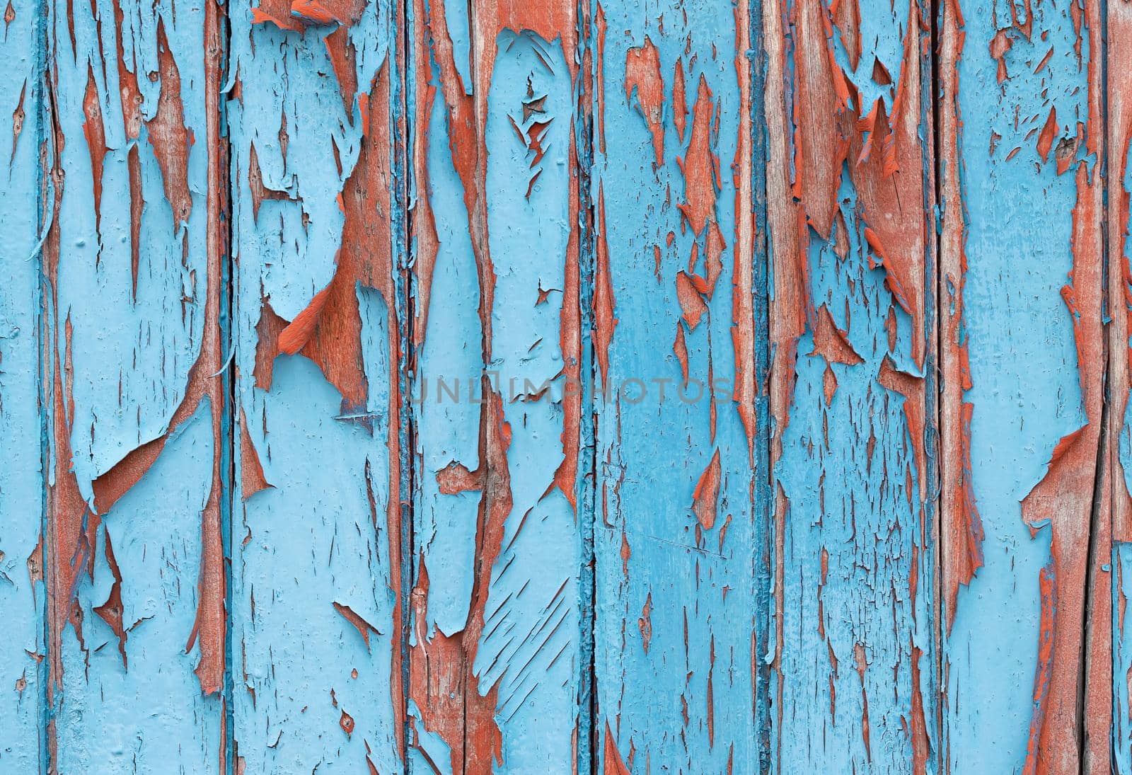 Old fence with the blue peeled-off paint and nails