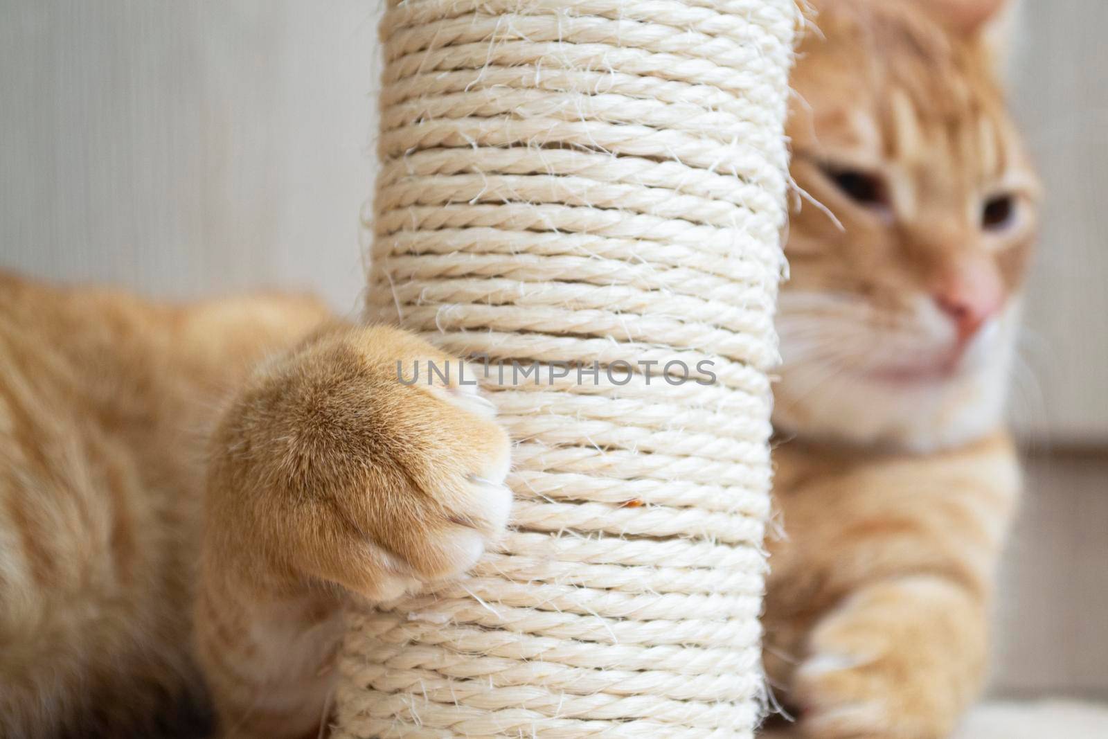 Cute red cat sharpening claws on tree close up in light room