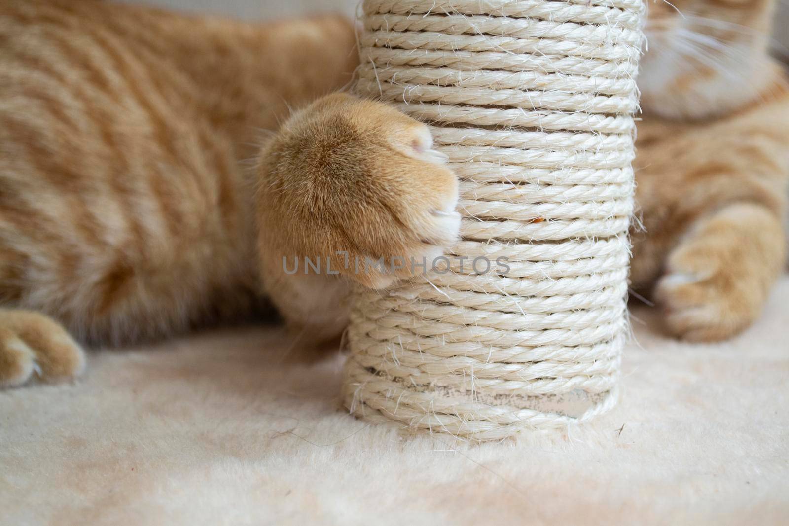 Sweet red kitten is scratching at the cat tree close up