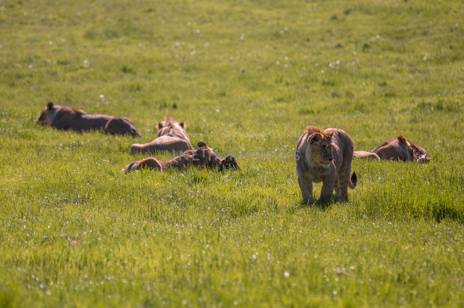 Group of lions resting together on savannah grassland during a hot day.