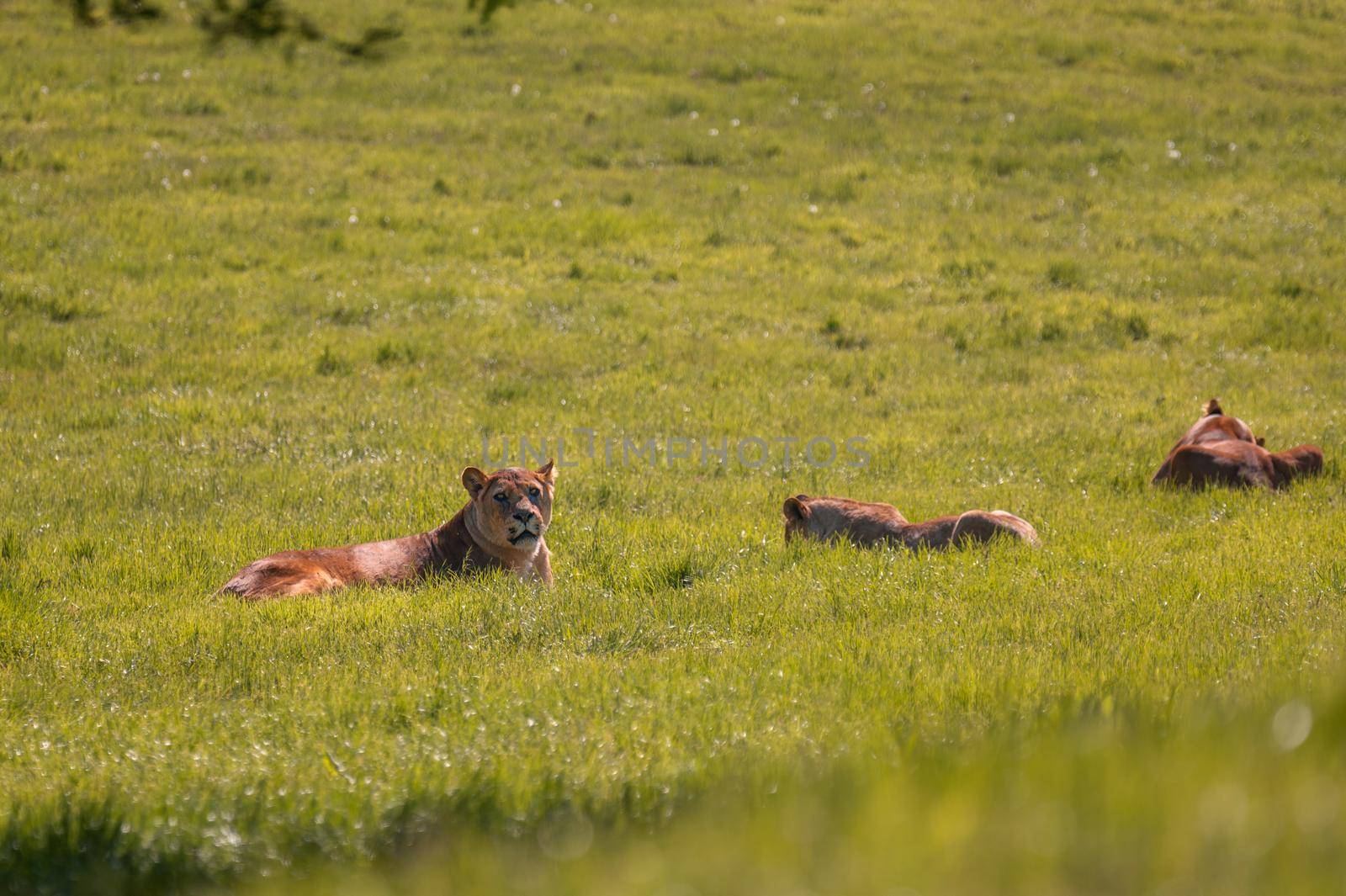 Pack of lions resting together. by Qba