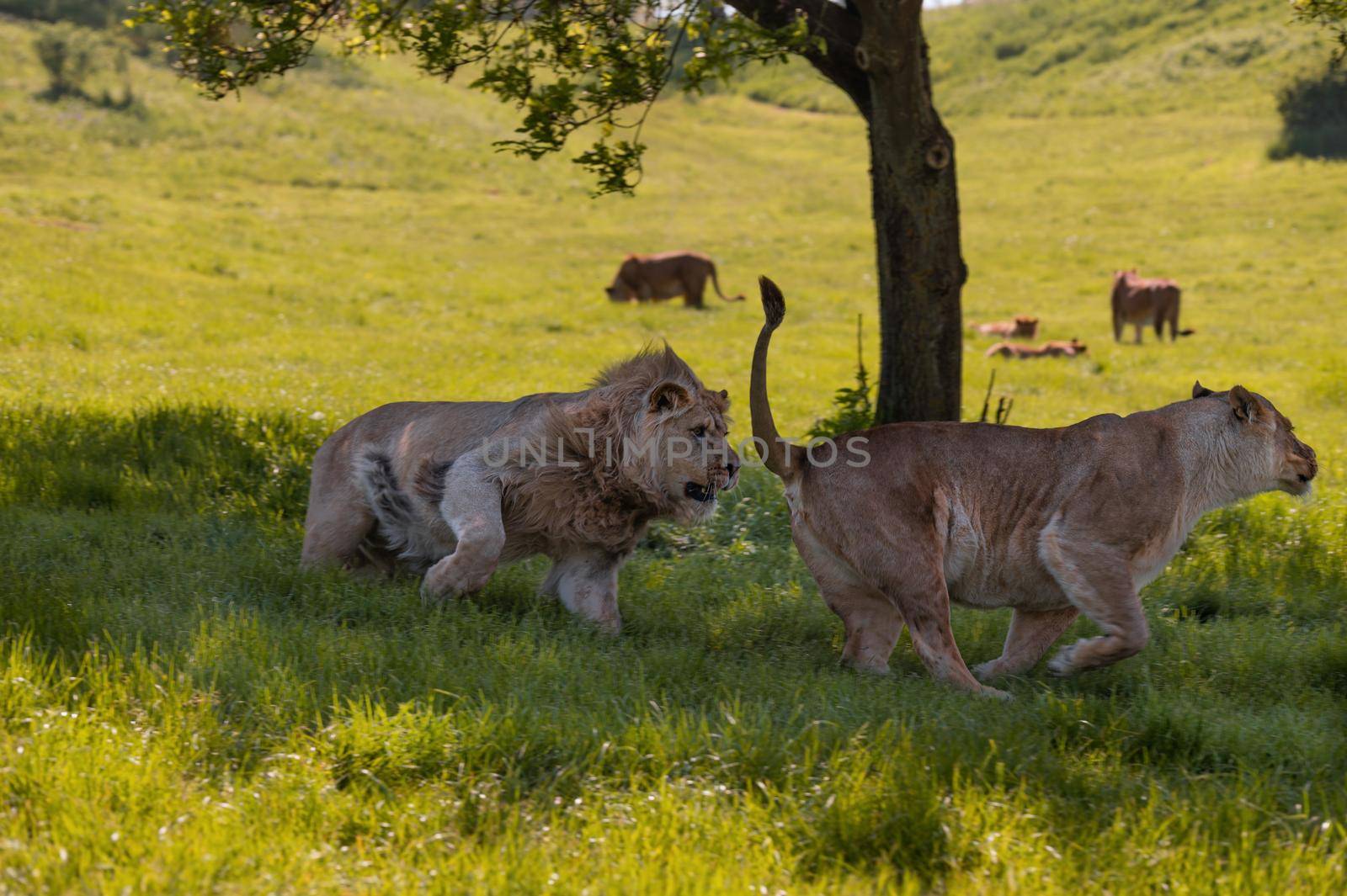 Playful lions (Panthera leo) playing in the shade of a tree. by Qba