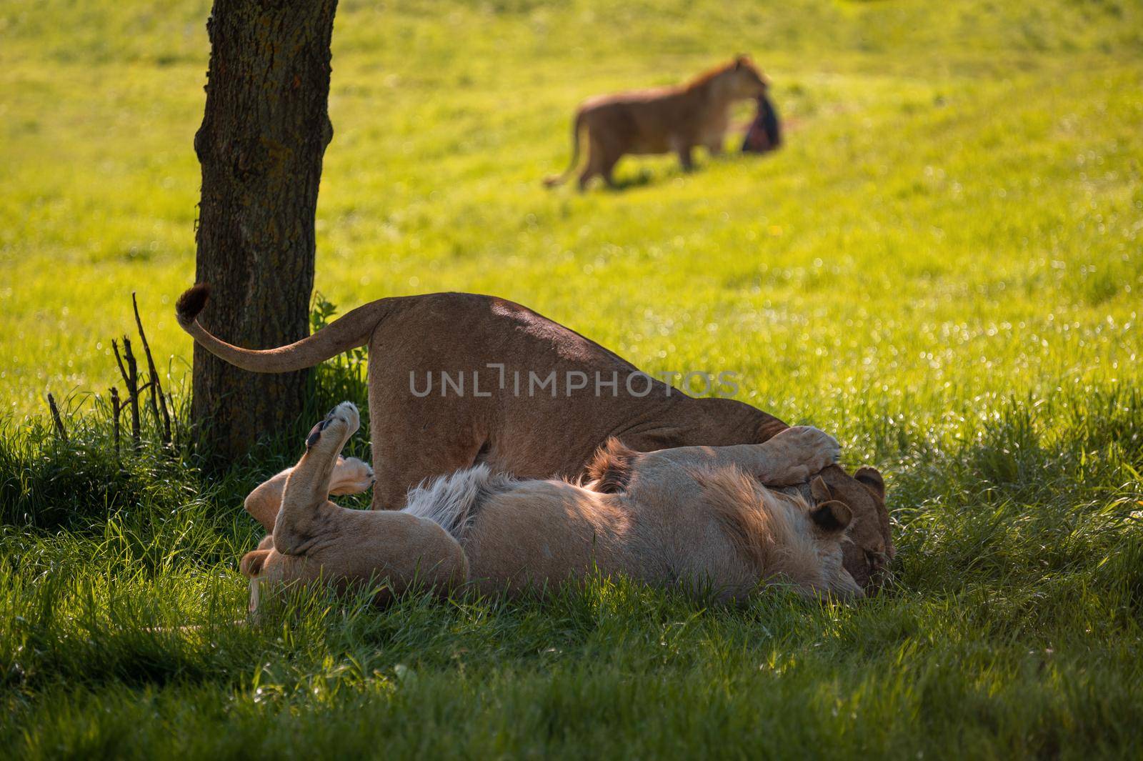 Playful lions (Panthera leo) playing in the shade of a tree. by Qba